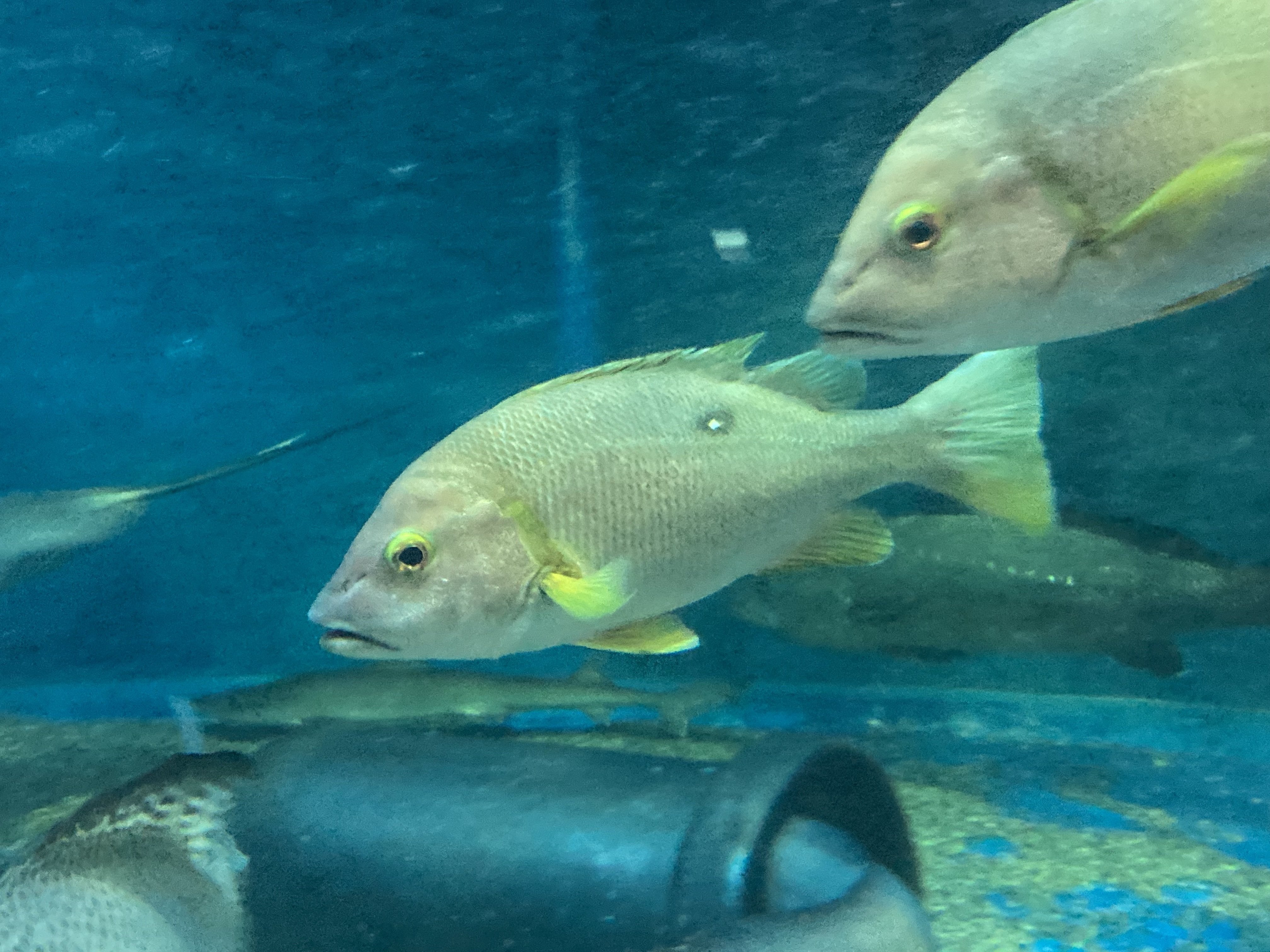 フエダイ《展示動物解説》｜桂浜水族館 公式