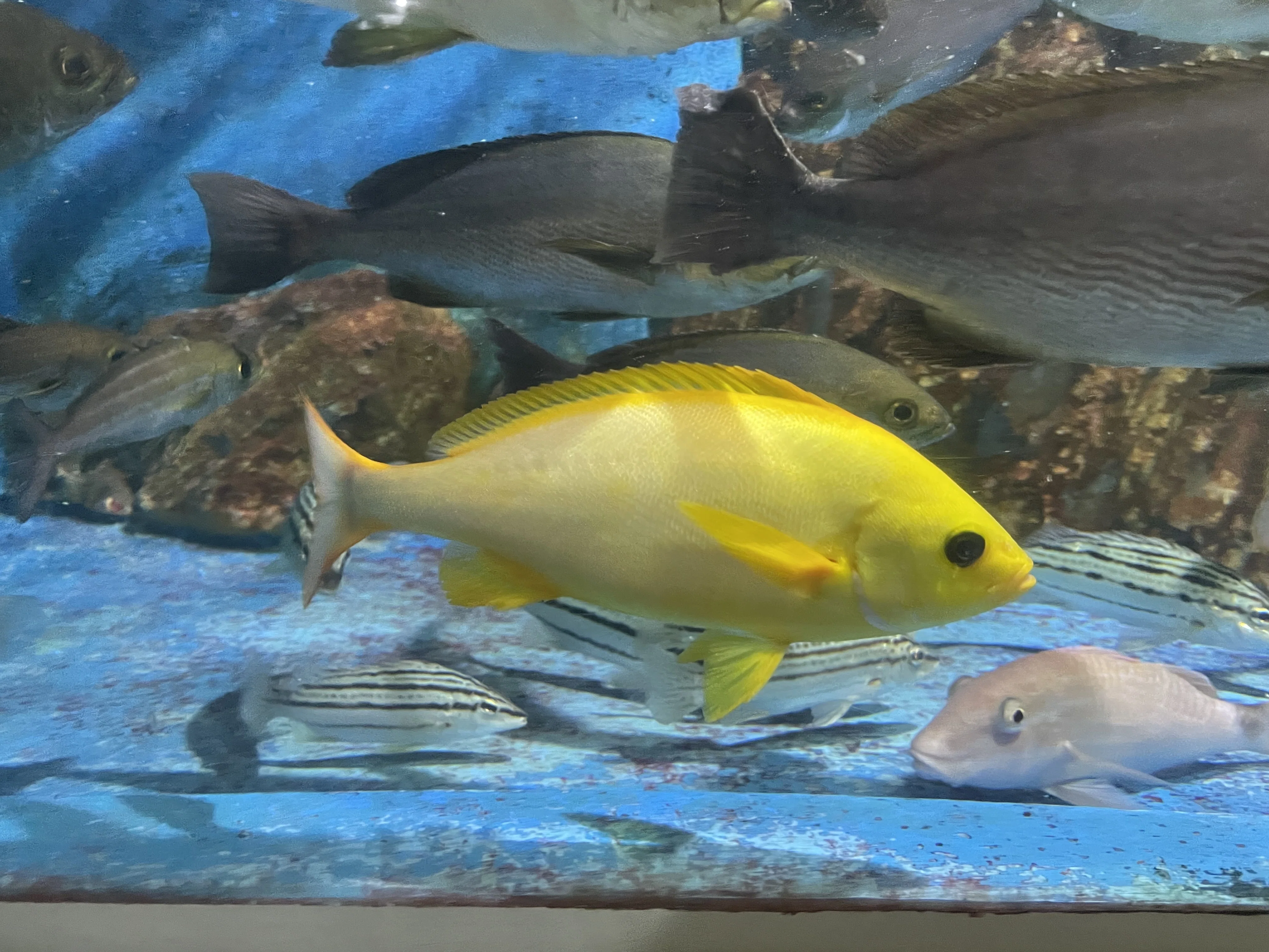 フエダイ《展示動物解説》｜桂浜水族館 公式