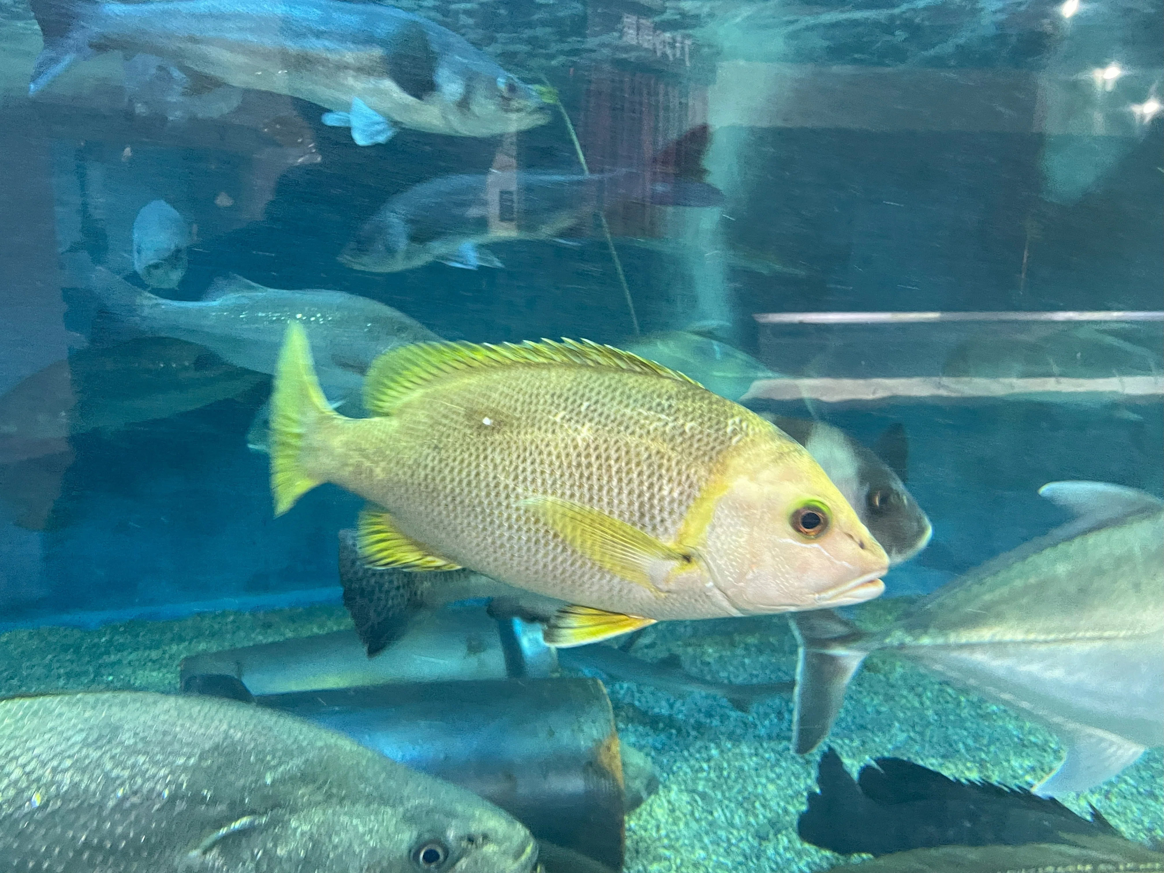 フエダイ《展示動物解説》｜桂浜水族館 公式