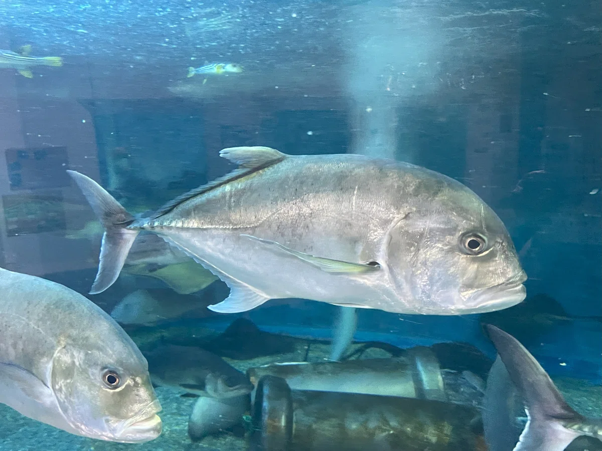 ロウニンアジ《展示動物解説》｜桂浜水族館 公式