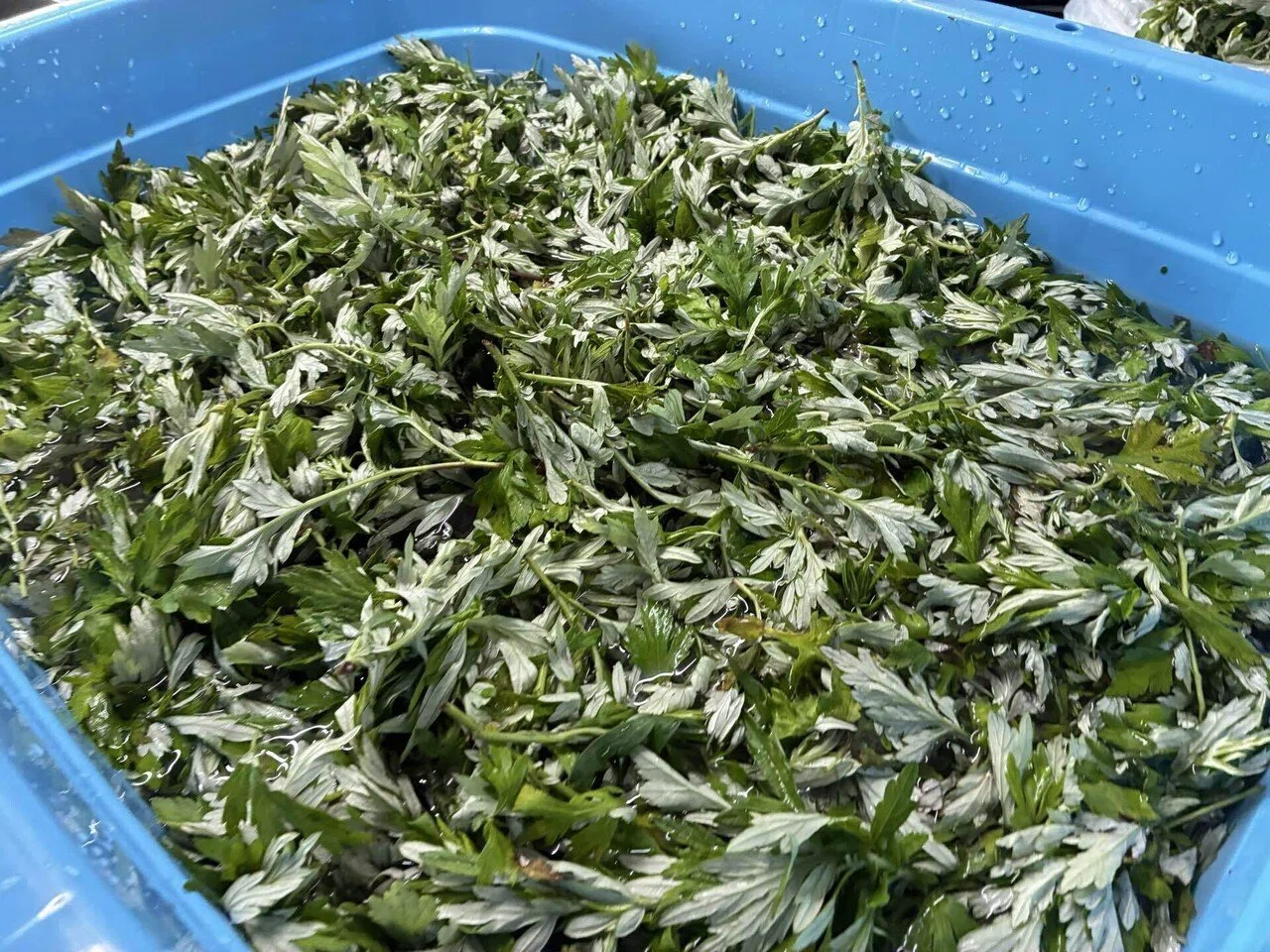よもぎの品質は乾燥にあり！香り豊かで栄養たっぷりの乾燥よもぎを作る