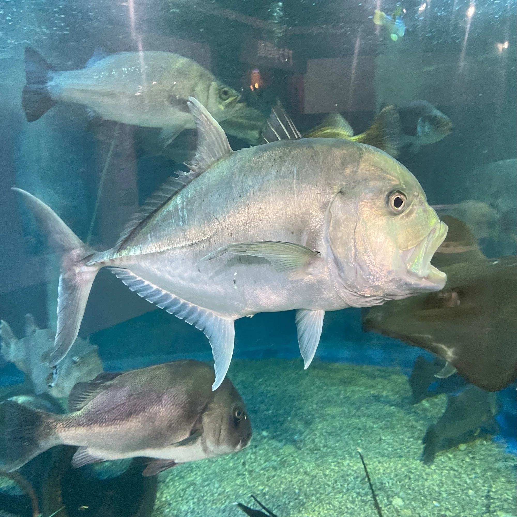 ロウニンアジ《展示動物解説》｜桂浜水族館 公式