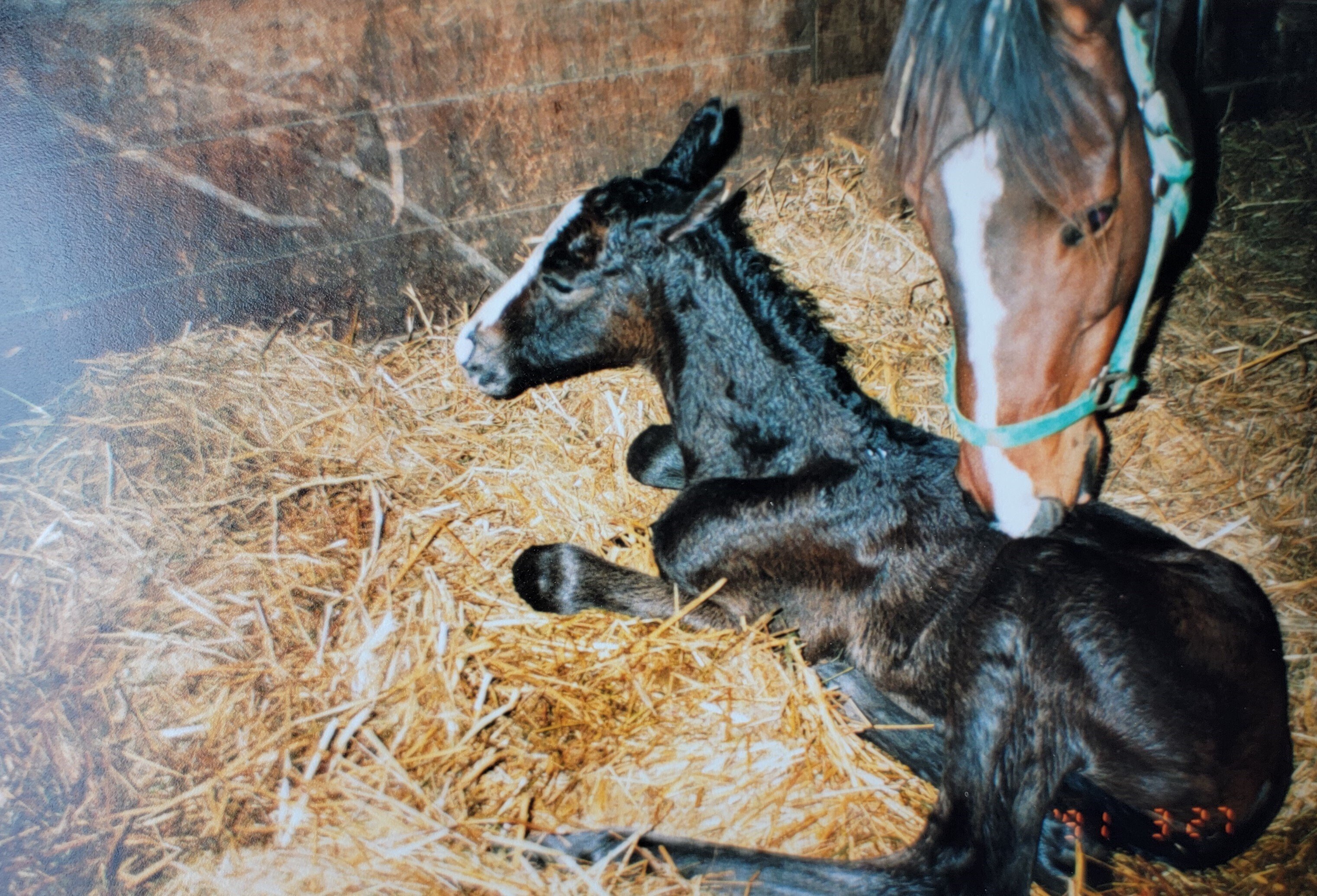 馬の瞳を見つめて 馬の瞳を見つめて | 渡辺 はるみ |本 | 通販 | Amazon