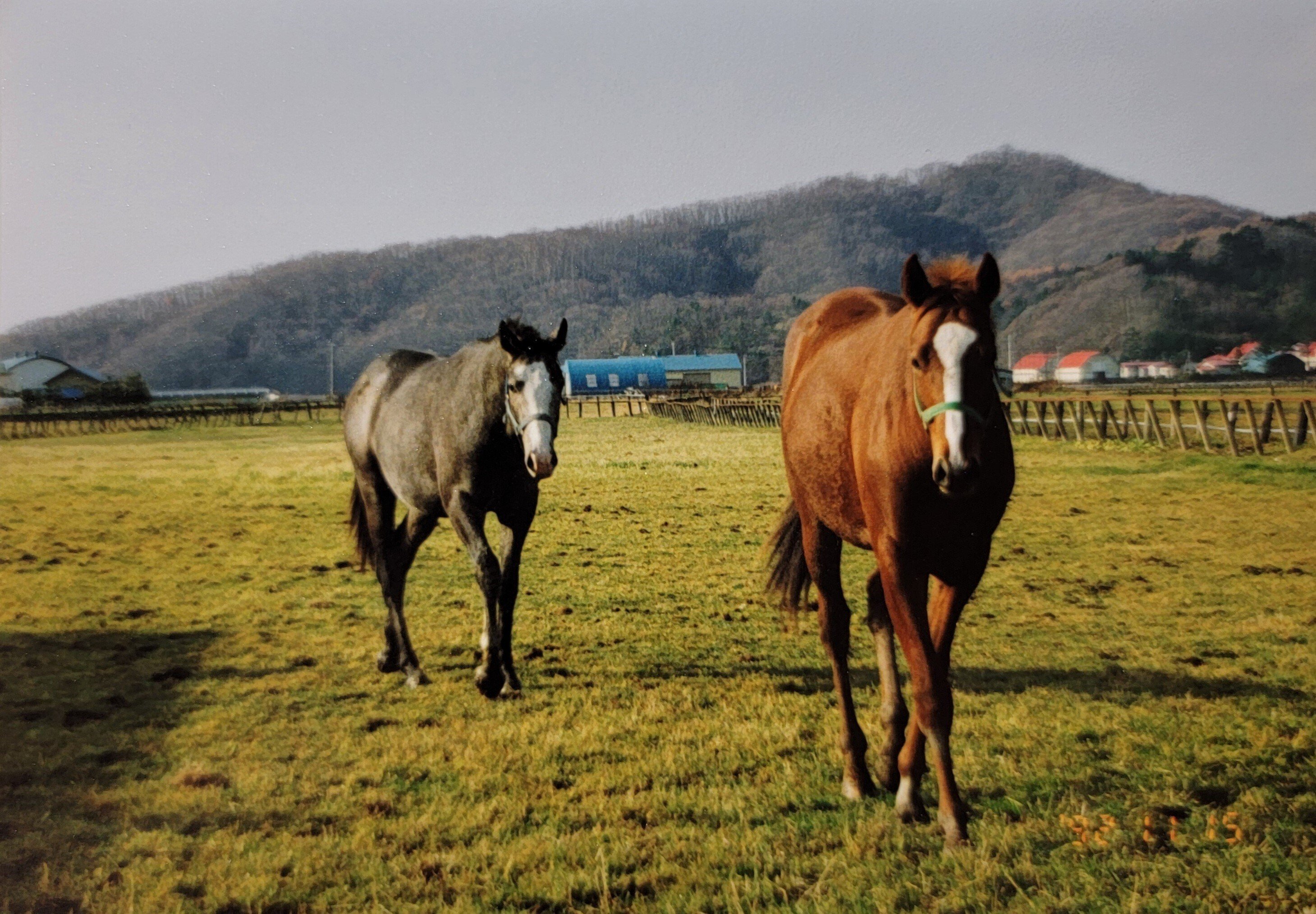 馬の瞳を見つめて 馬の瞳を見つめて | 渡辺 はるみ |本 | 通販 | Amazon
