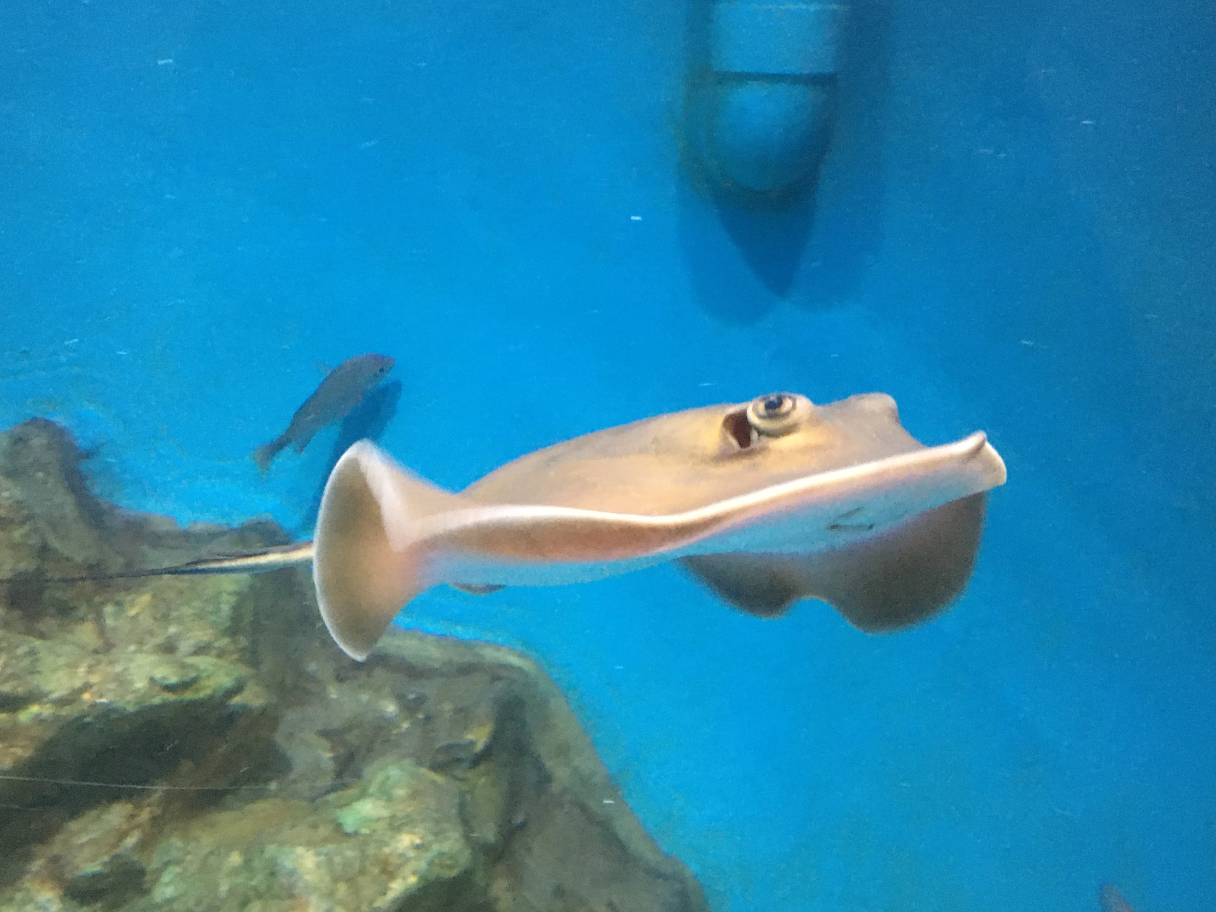 アカエイ《展示動物解説》｜桂浜水族館 公式