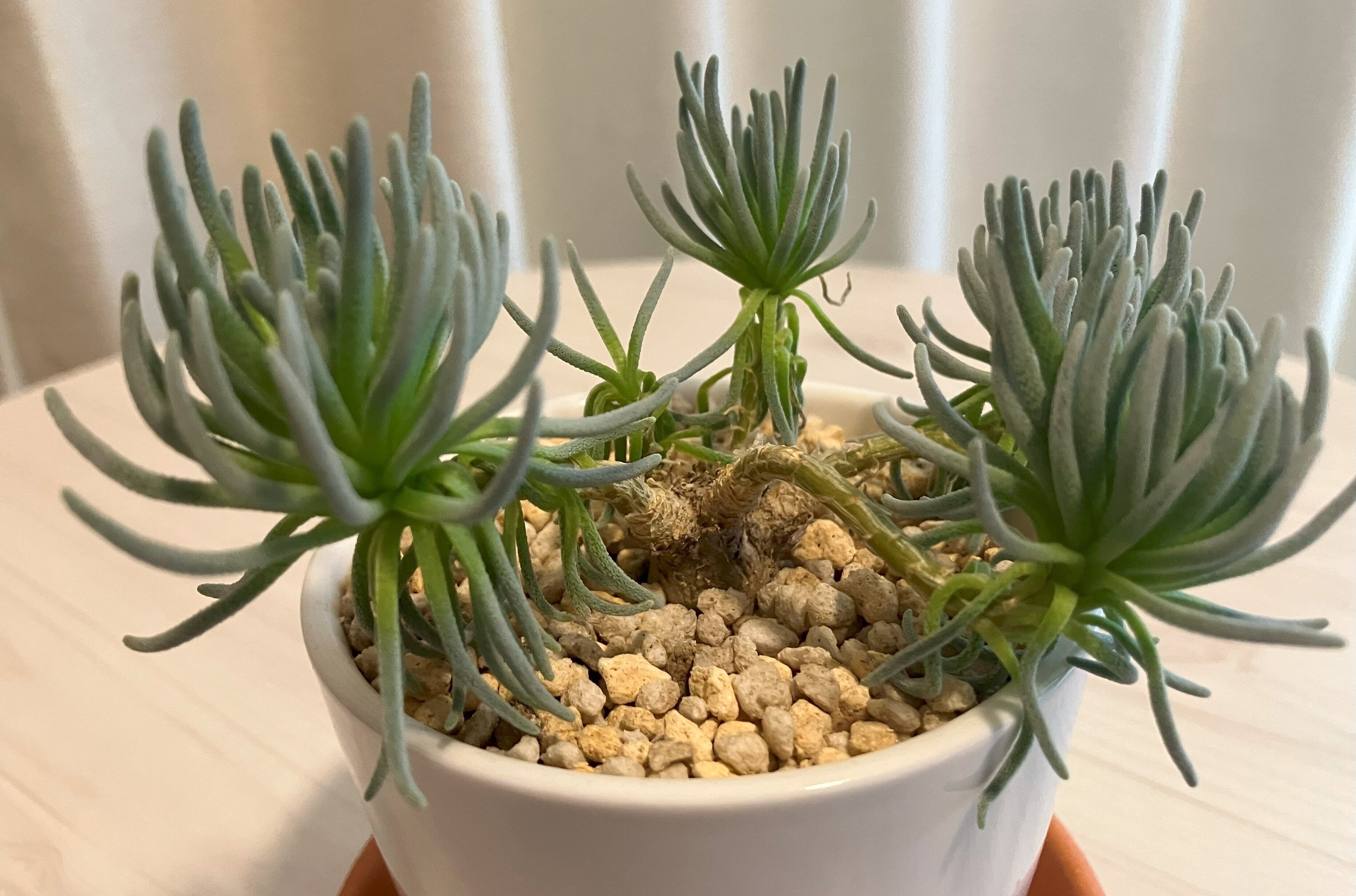 フィロボルス・ラビエイ　極上株 ぷくぷく多肉録 #5｜フィロボルス・ラビエイ｜ぬるぬるちゃんぬる