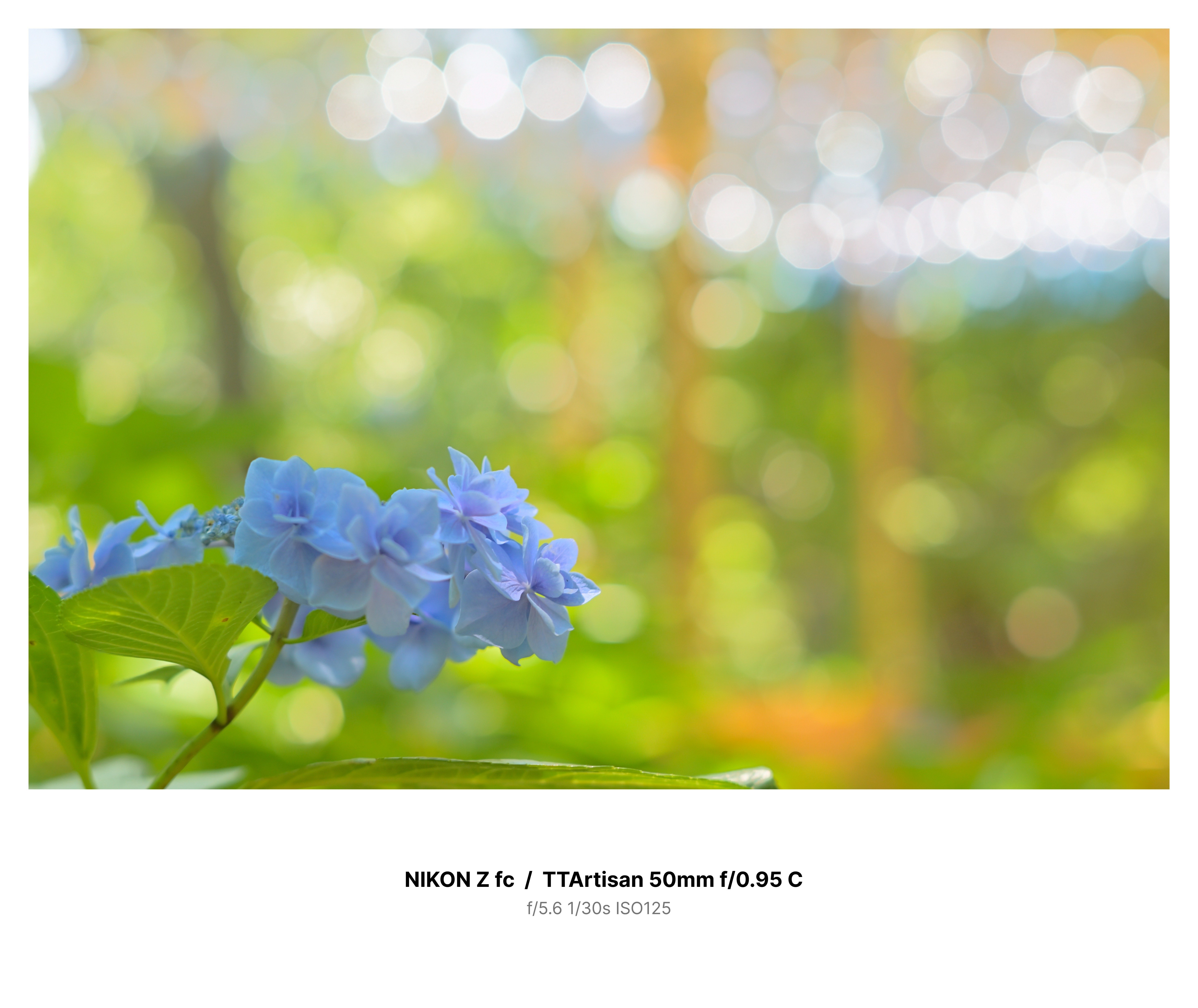 あじさいページ アジサイ（紫陽花）2 | 里山森のガ－デン