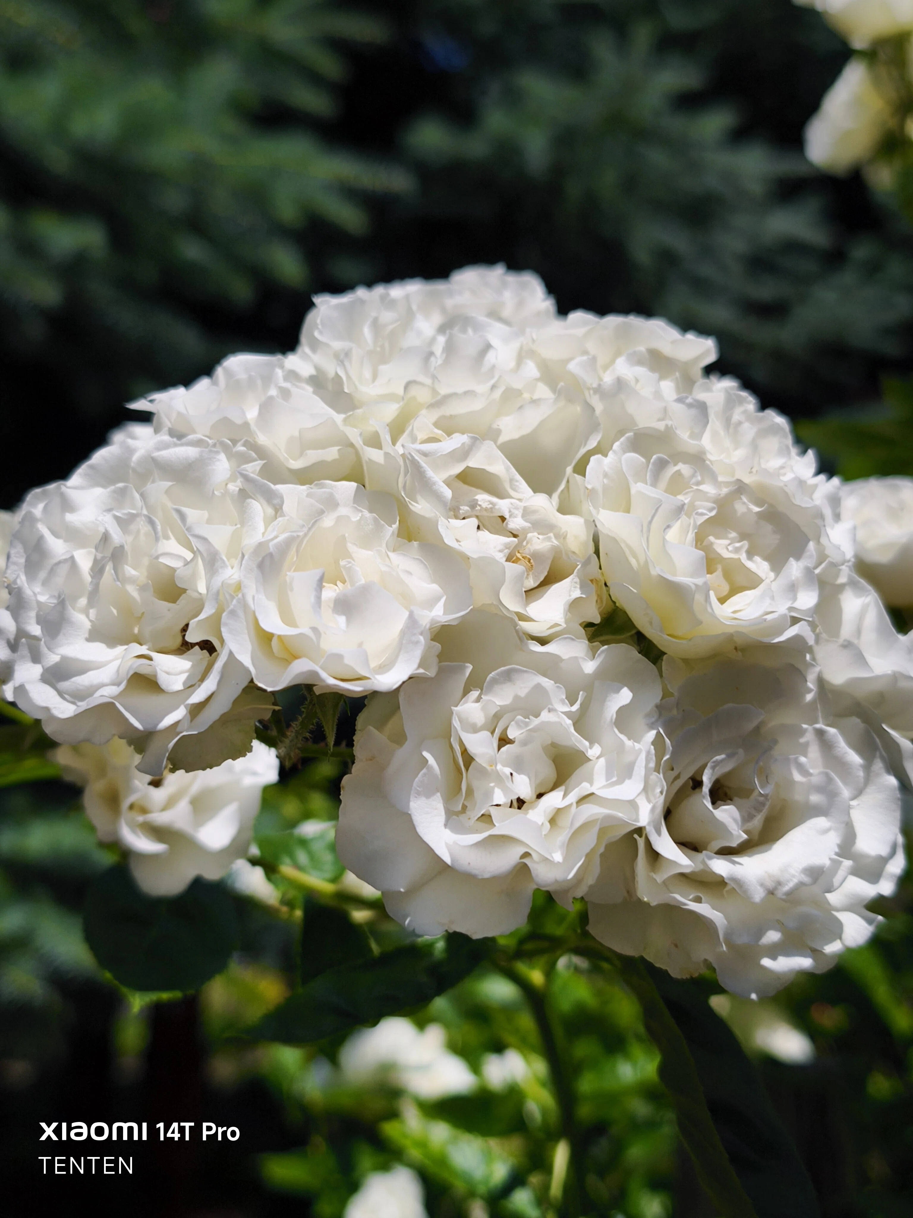ロイズローズガーデン、秘密の花園～①薔薇の小径と白薔薇コレクション