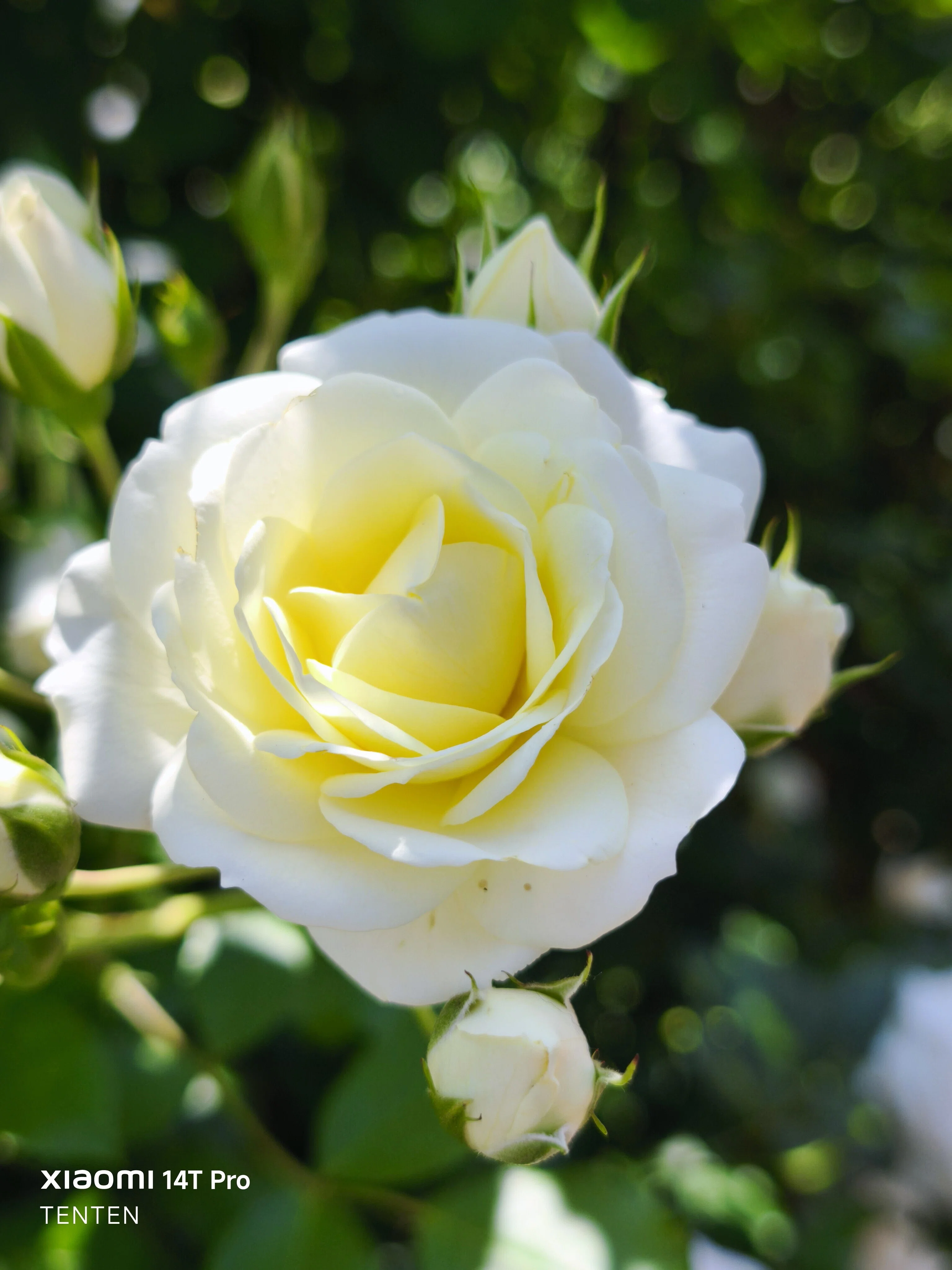 ロイズローズガーデン、秘密の花園～①薔薇の小径と白薔薇コレクション