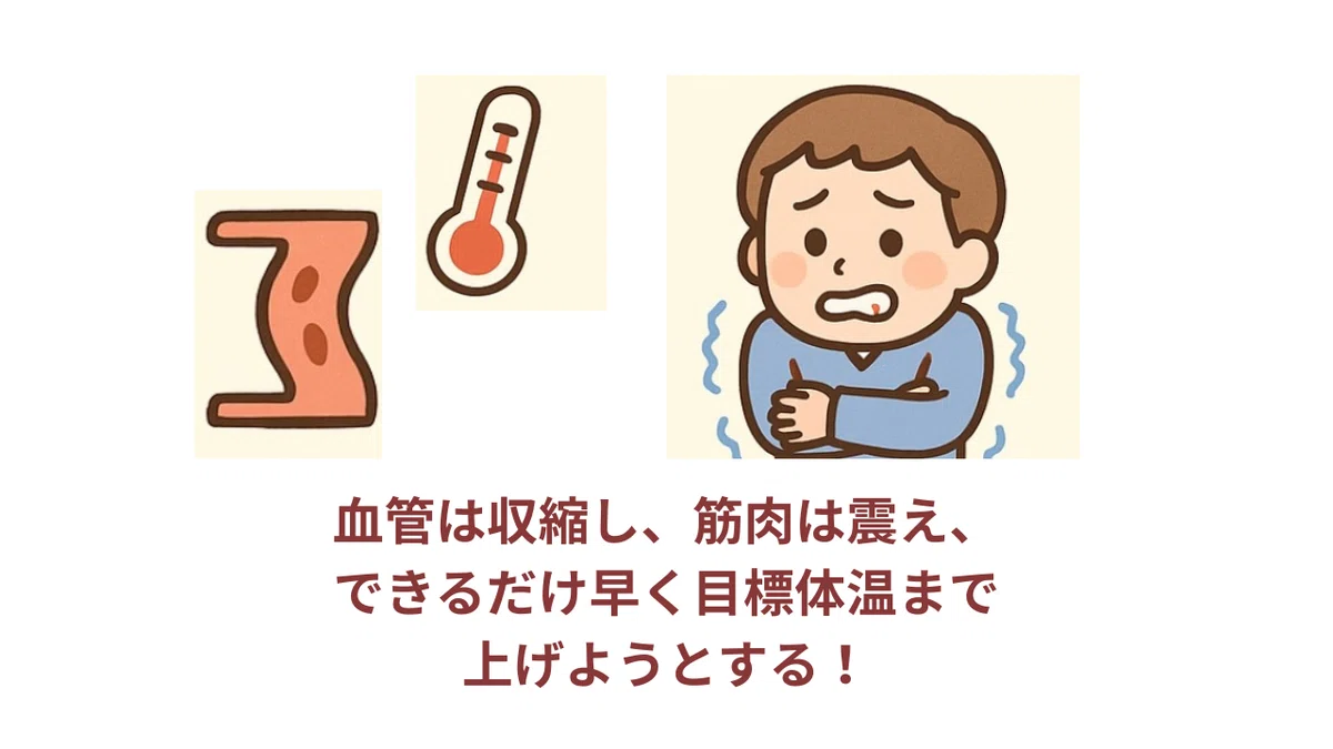 悪寒による震え(シバリング)と熱性けいれんの違いは?!簡単解説! |ちゃこまま/看護師