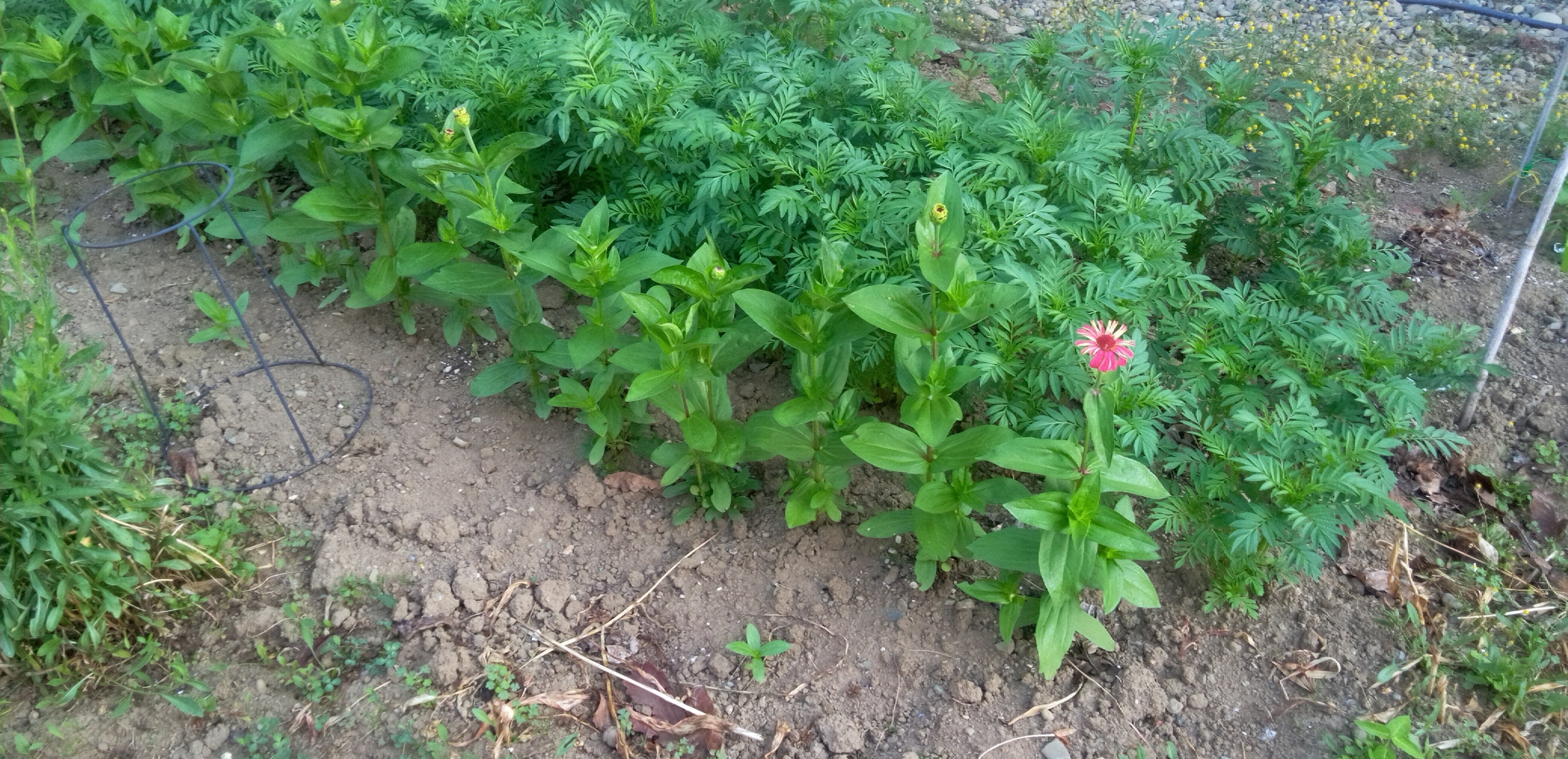八名信夫の うまいもん紀行・花