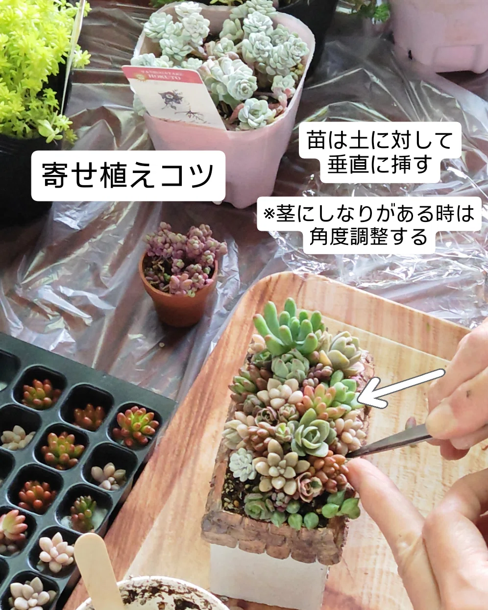 多肉植物寄せ植えコツ 自己紹介｜hitomatome