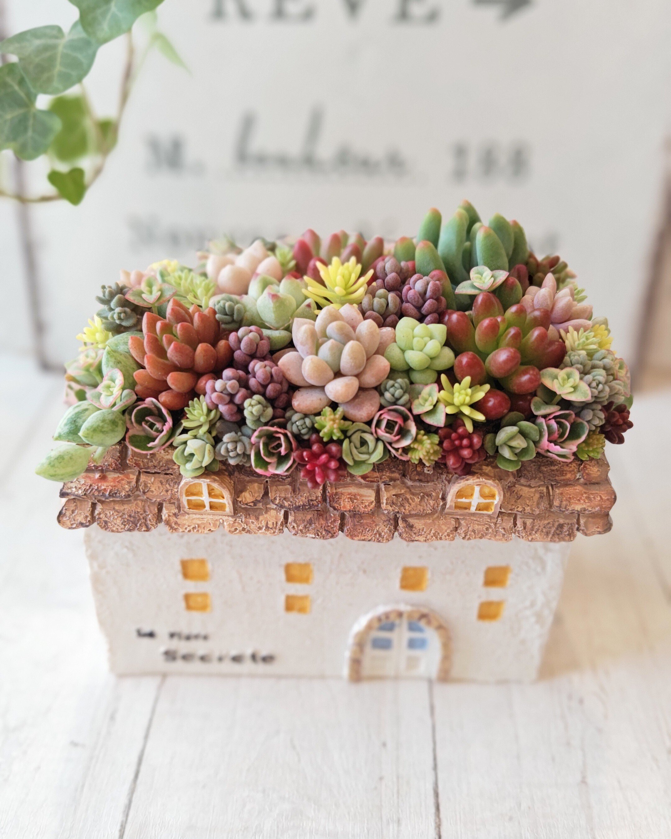 多肉植物寄せ植えコツ 自己紹介｜hitomatome