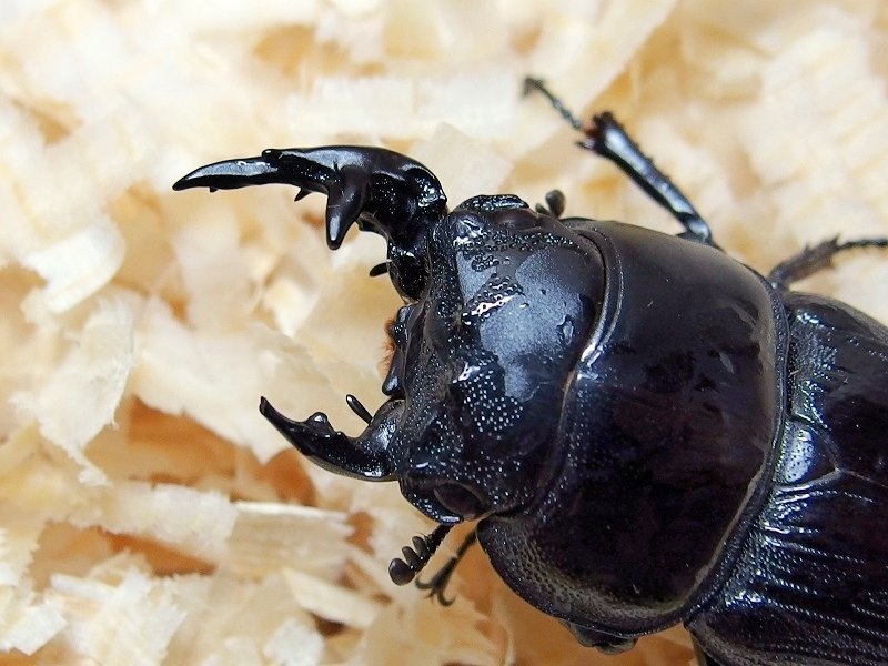 雌雄モザイク クワガタ など 左右で異なる性別 「雌雄モザイク」クワガタ捕獲 帯畜大院生の