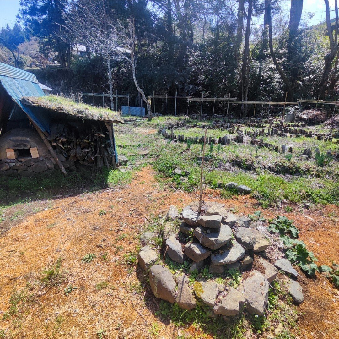 Forest gardening パーマカルチャー関連 【公式通販】