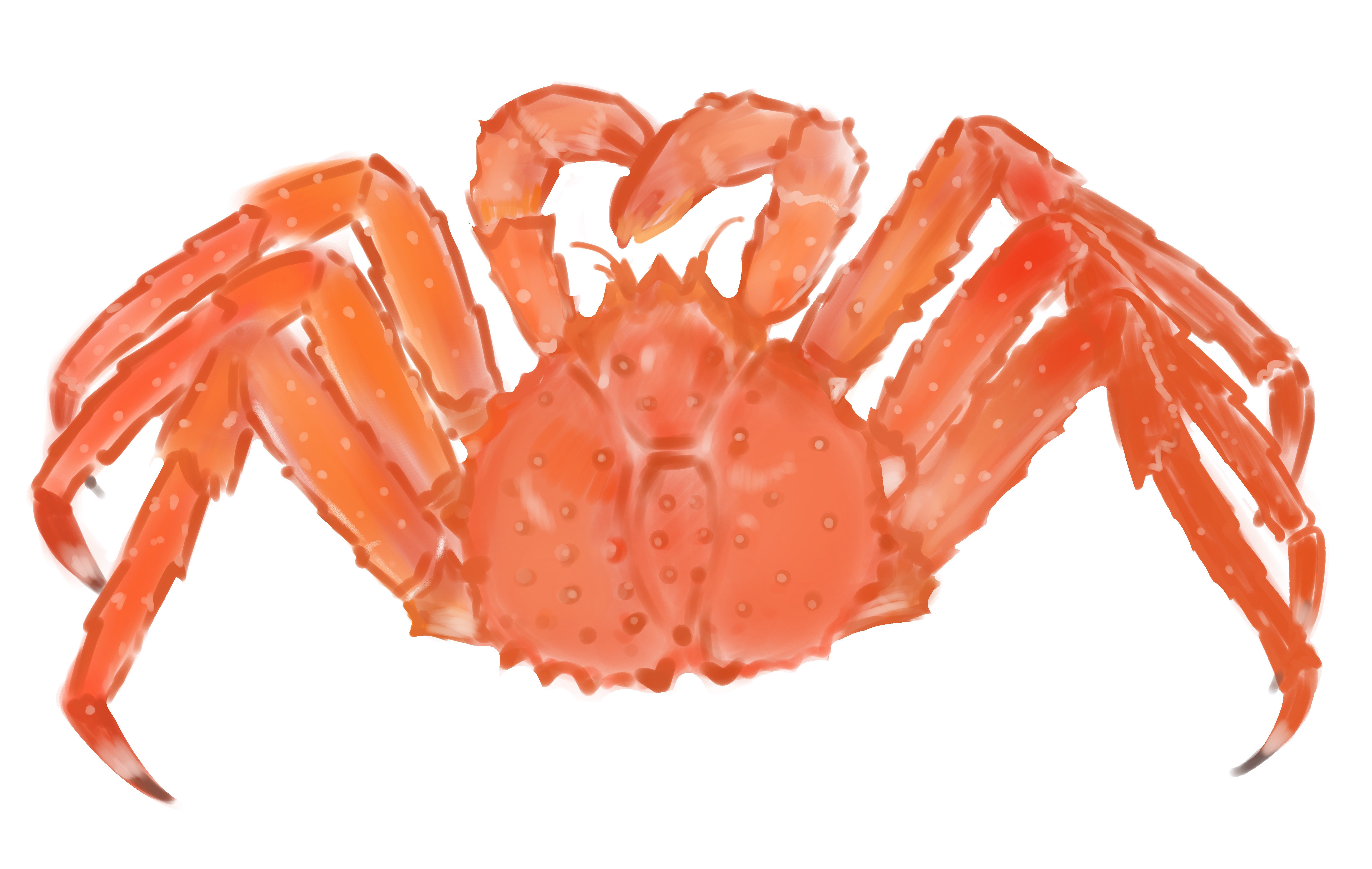 タラバガニのイラスト｜るみあ