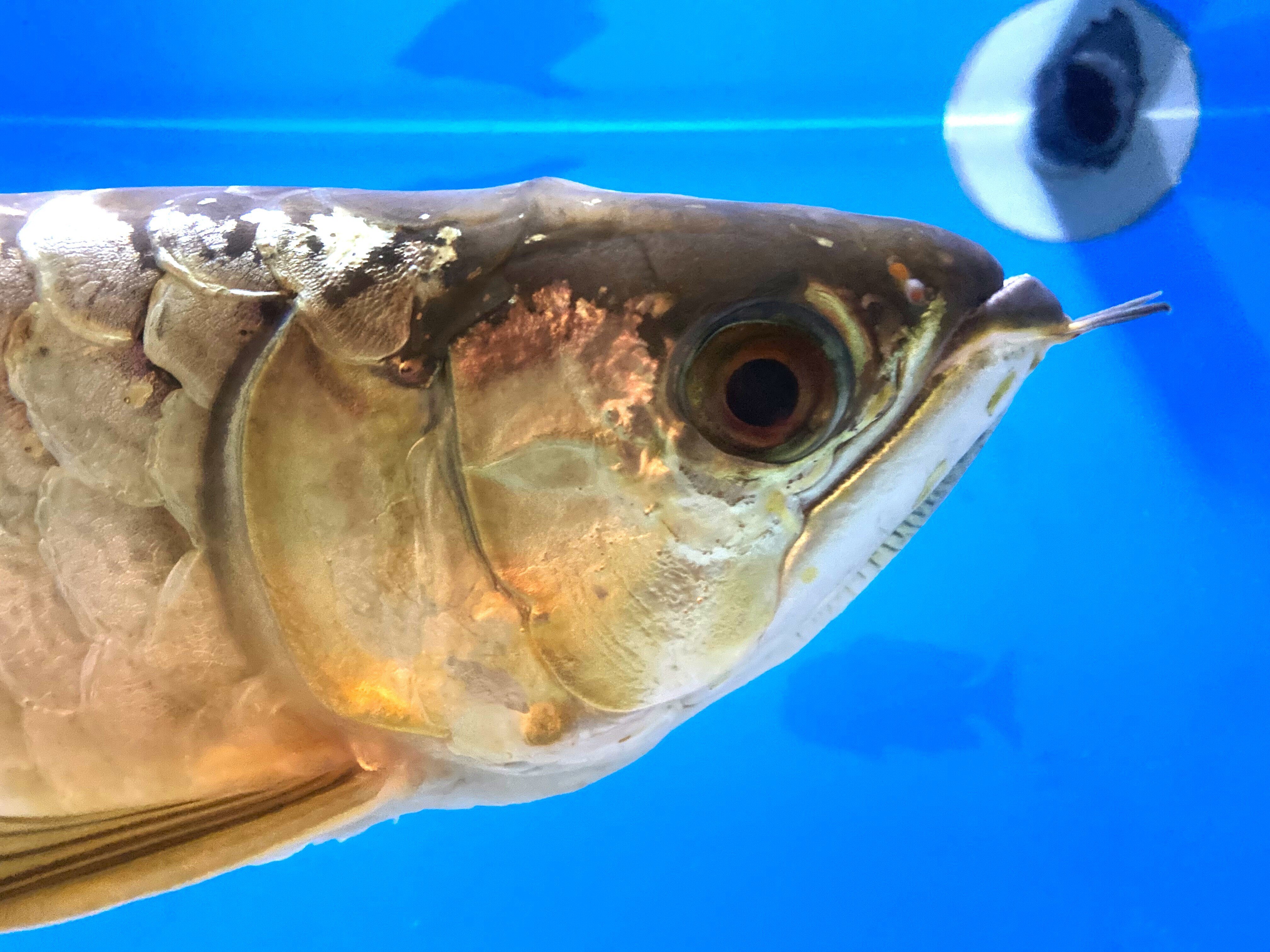 アロワナ30cm ぐらい 他にも色々詳細は 説明文にて Growth Record] After 6 months of raising a Japanese Arowana, it