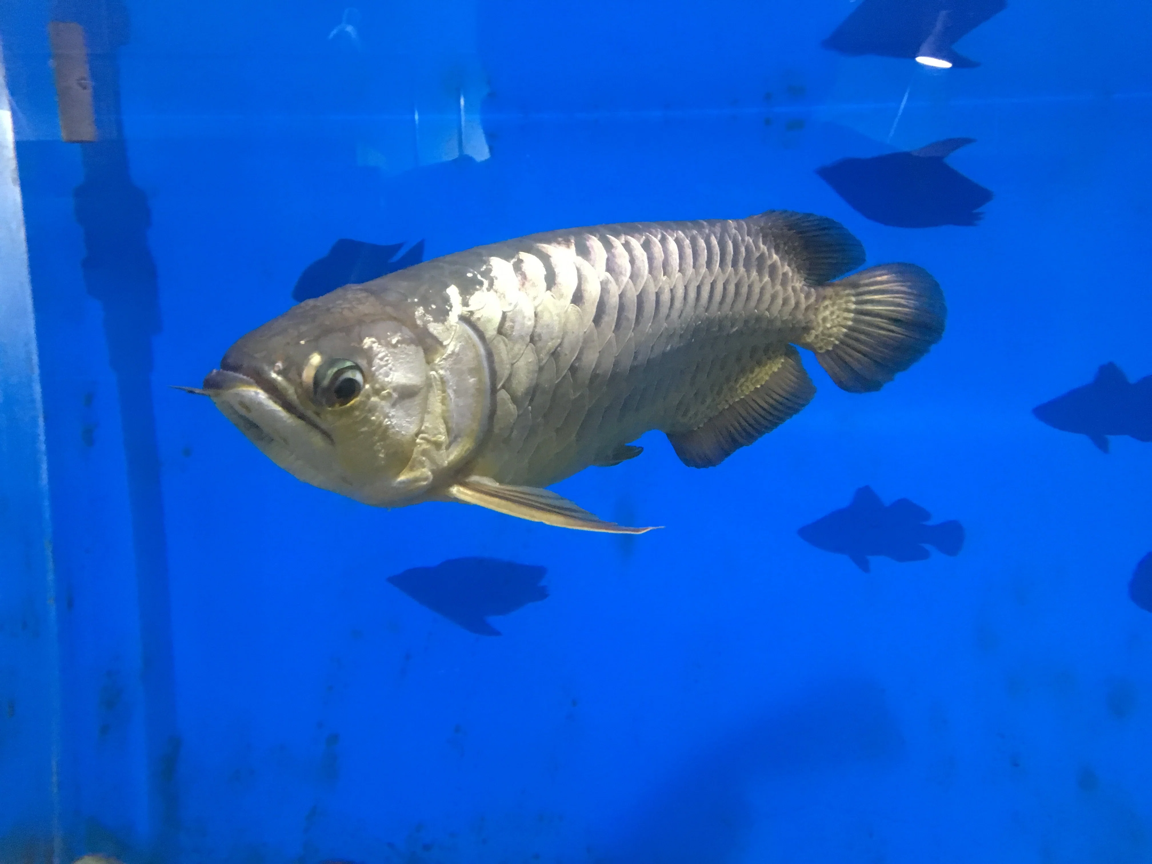 アジアアロワナ《展示動物解説》|桂浜水族館 公式 アジアアロワナ《展示動物解説》|桂浜水族館 公式