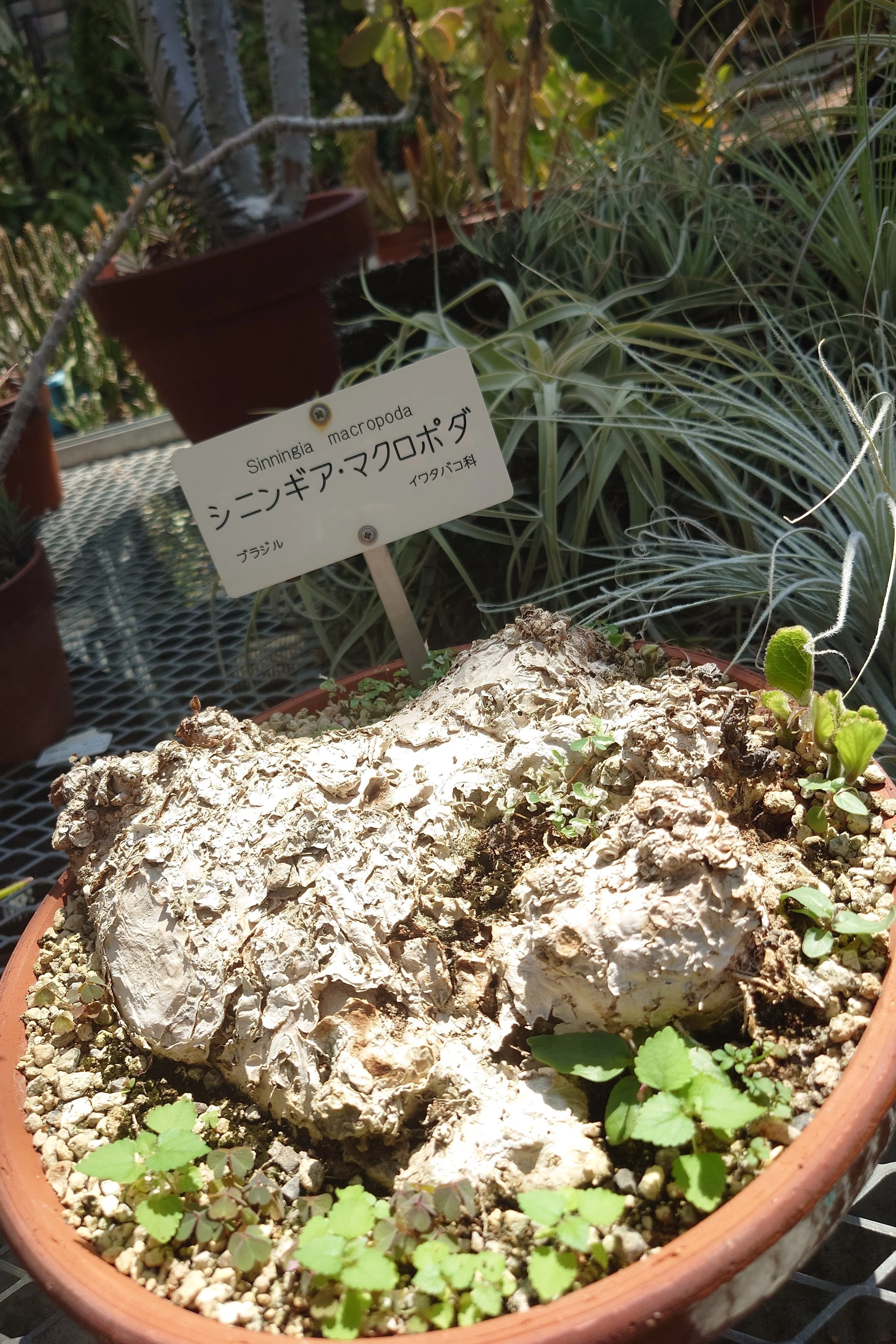植物園散策感想ツイ｜からがし