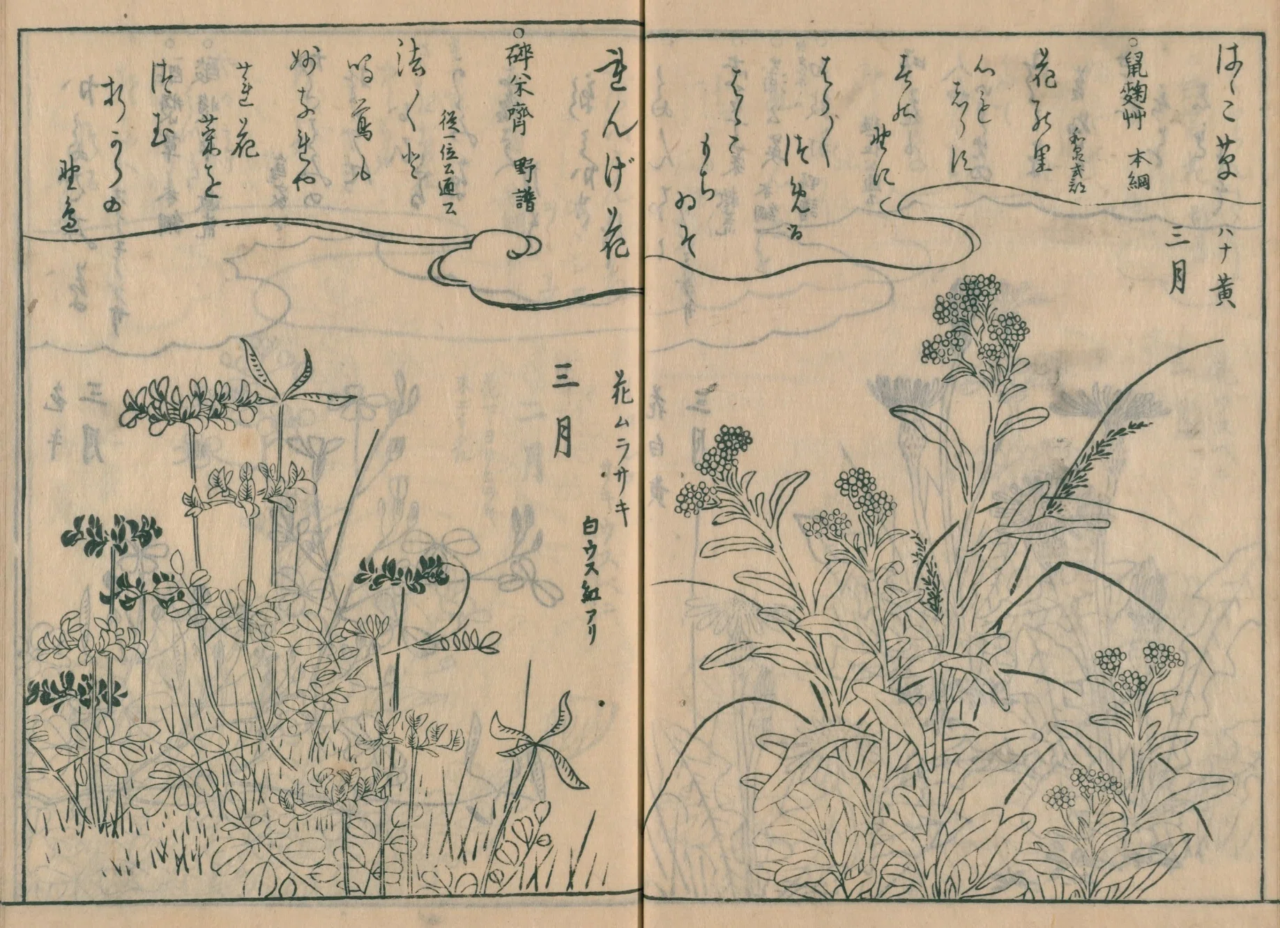 絵本福寿草】（5）はゝこ草／れんげ花／かたばみ／だいこんの花