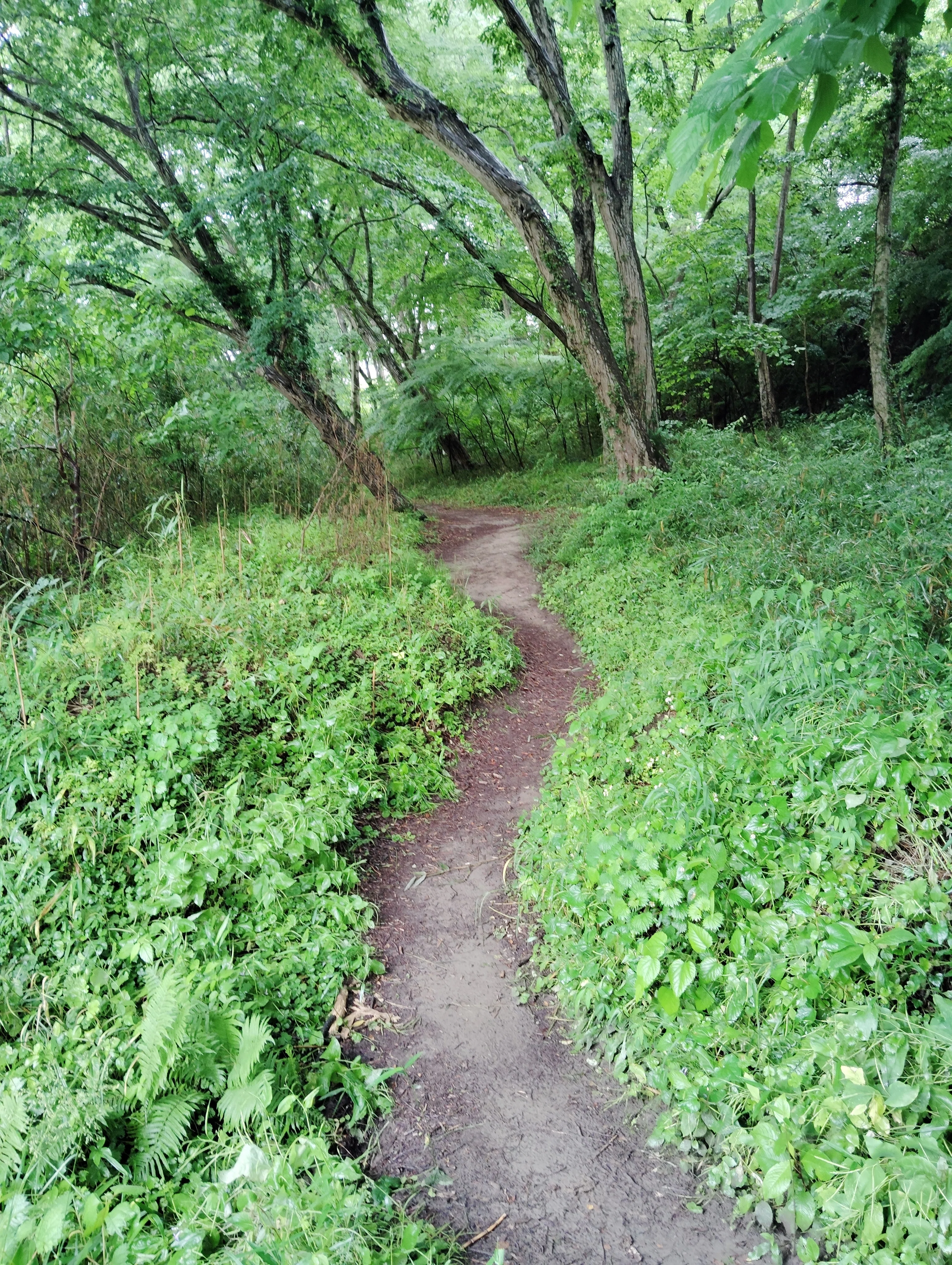 長瀞渓谷の岩畳を歩いて、埼玉県立自然の博物館へ｜くぬぎ