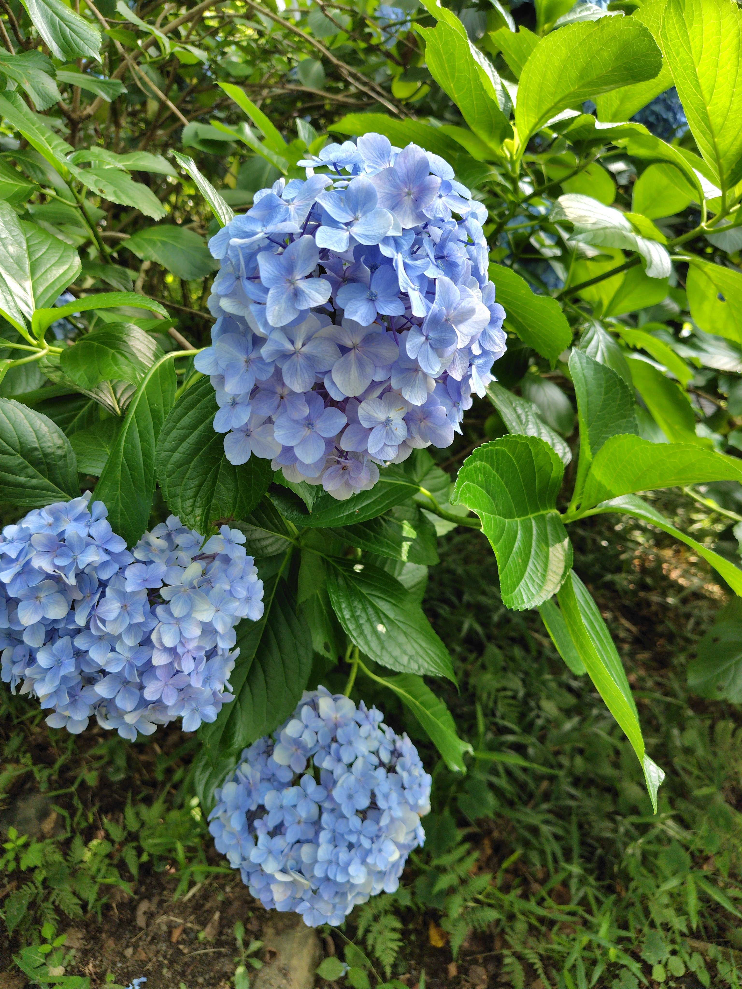 生田緑地大好き #3: 紫陽花 (2025-06-29)｜kakuchill