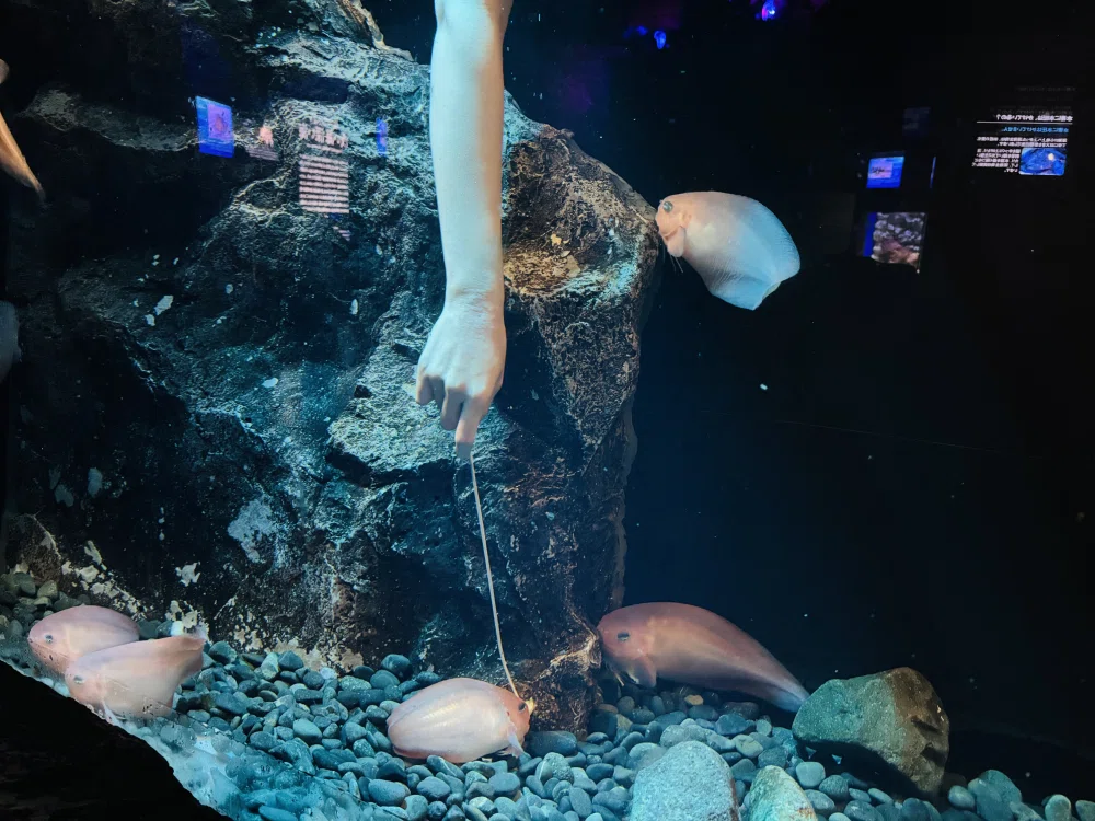 ぼっちたびろぐ in 沼津港深海水族館｜星空照美🌟🌠