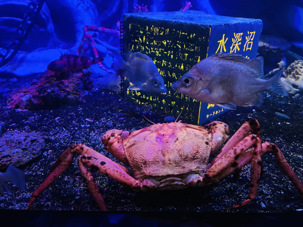 ぼっちたびろぐ in 沼津港深海水族館｜星空照美🌟🌠