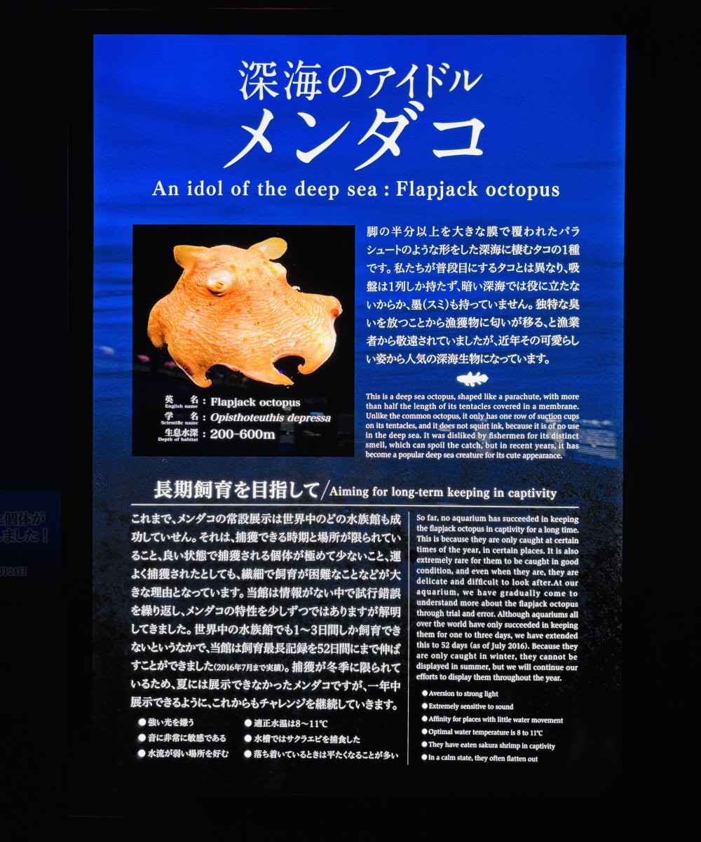 平面水族館　シーラカンス　メンダコ親子　沼津港深海水族館限定 平面水族館 シーラカンス メンダコ親子 沼津港深海水族館限定