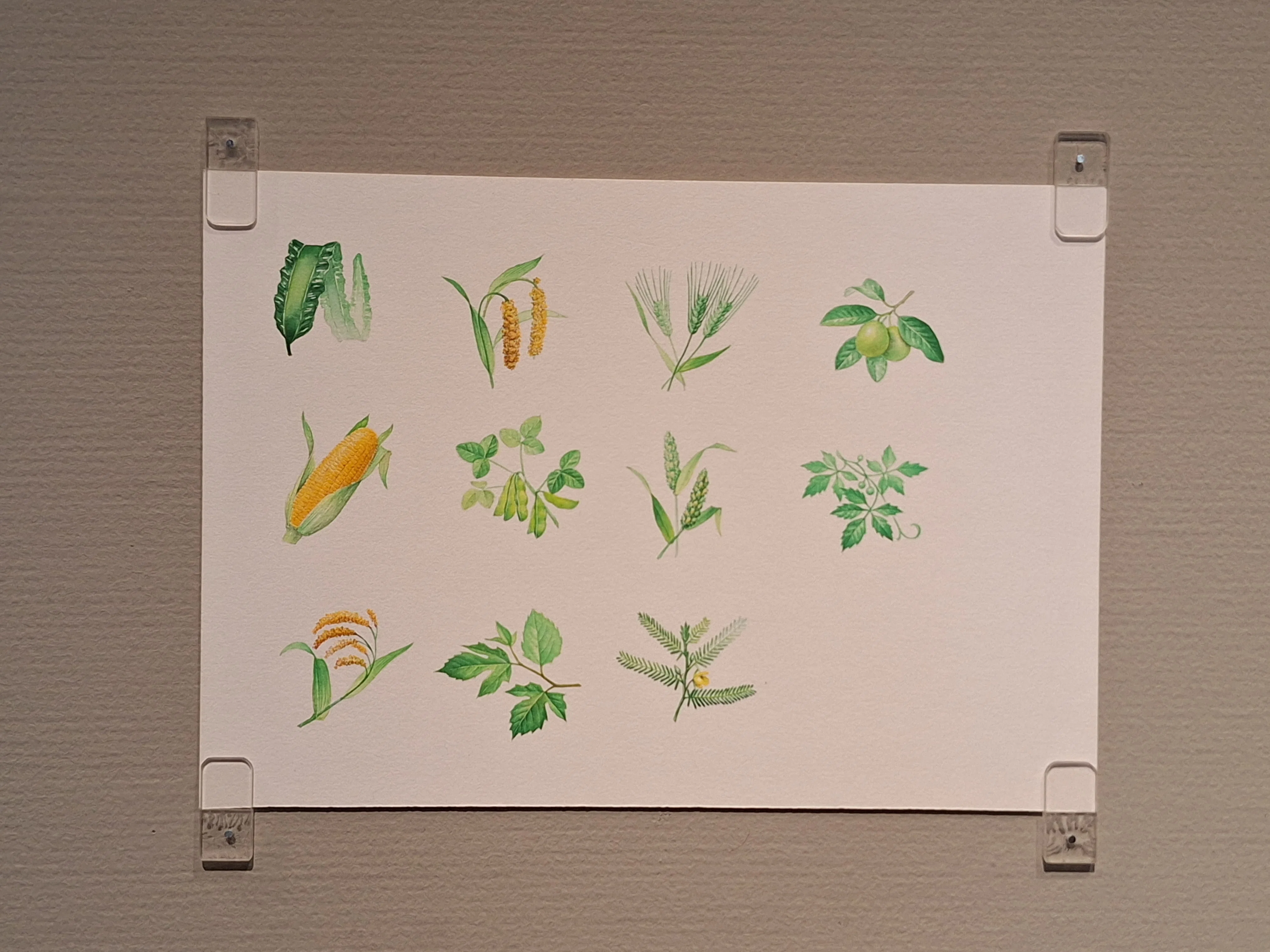 美術館に雑草が生えてる!？🌿】「須田悦弘」渋谷区立松涛美術館