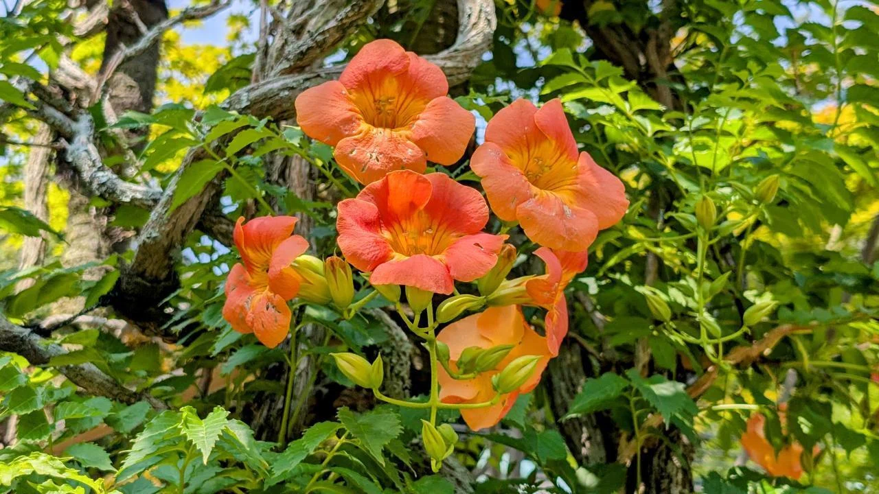 鎌倉・扇ガ谷「海蔵寺の凌霄花 2025」【四季折々の花、草木】〈名所編