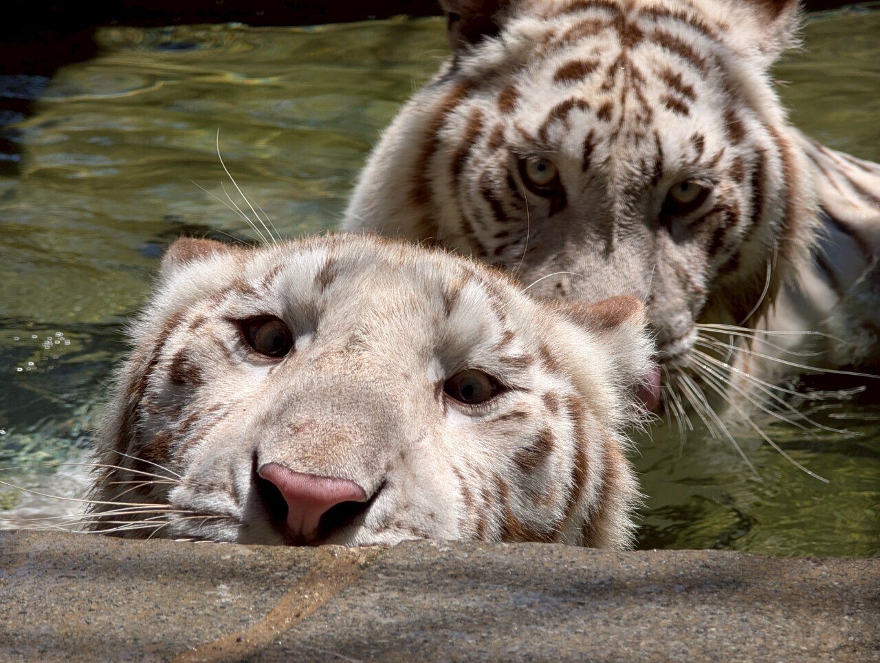 暑い日の魅力、ここにあり！ホワイトタイガーたちの水遊びタイム