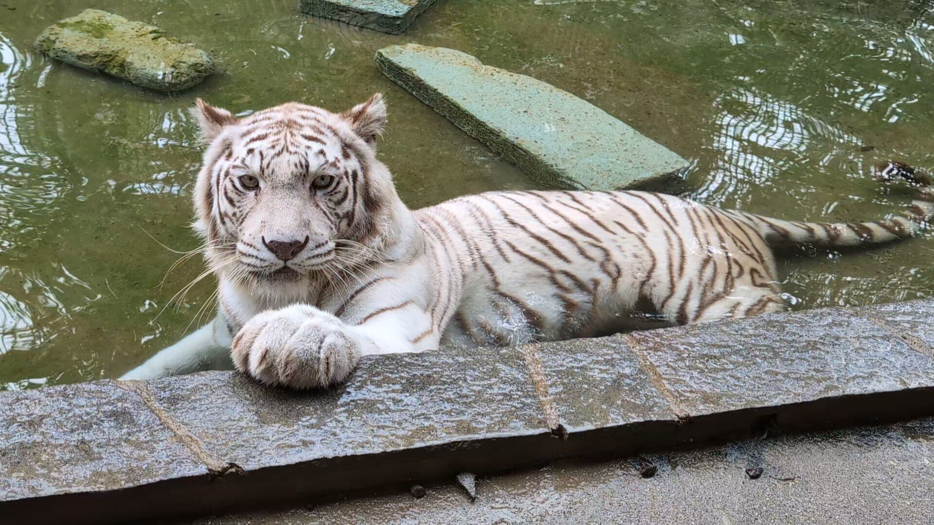 暑い日の魅力、ここにあり！ホワイトタイガーたちの水遊びタイム