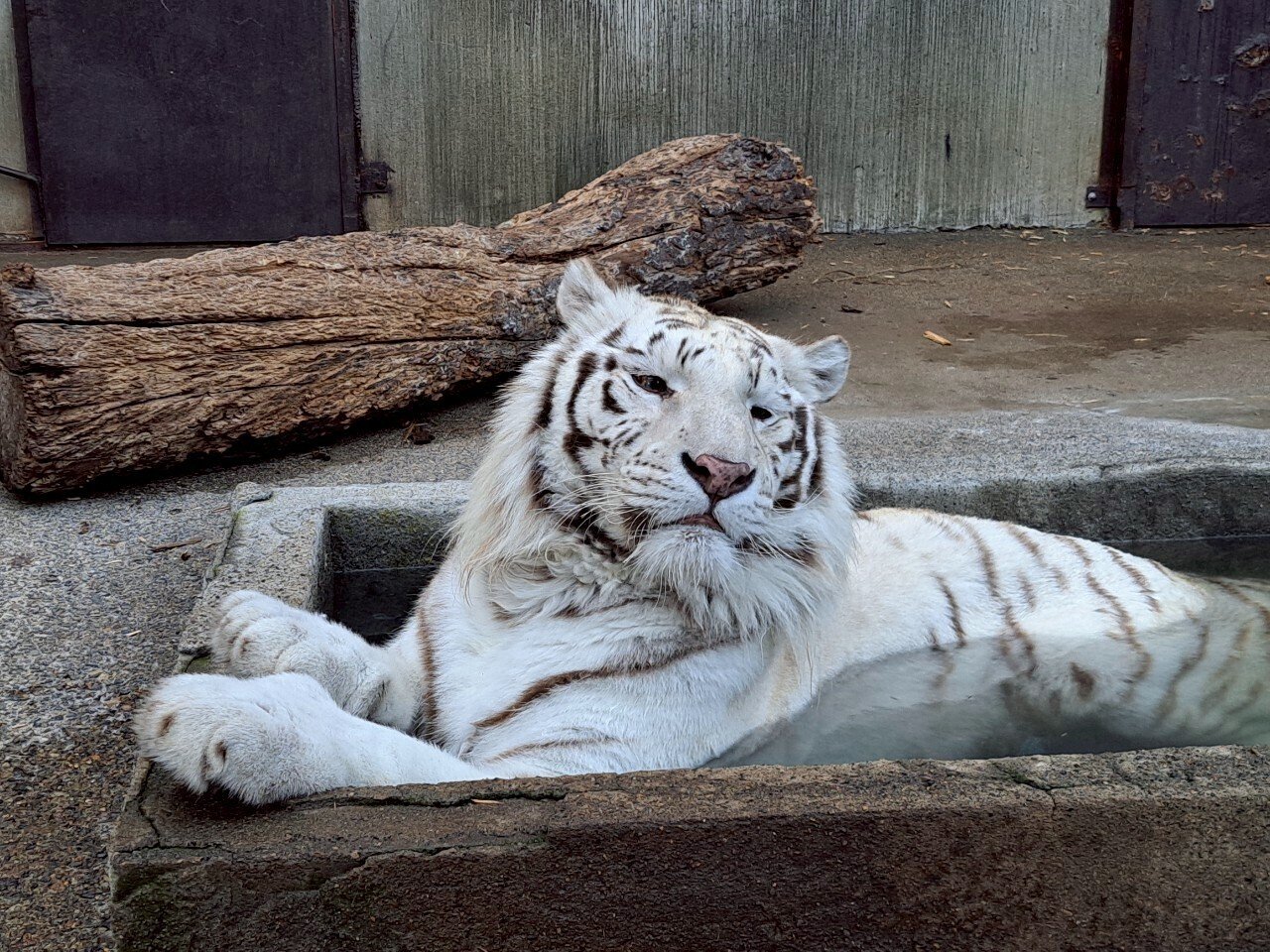 暑い日の魅力、ここにあり！ホワイトタイガーたちの水遊びタイム