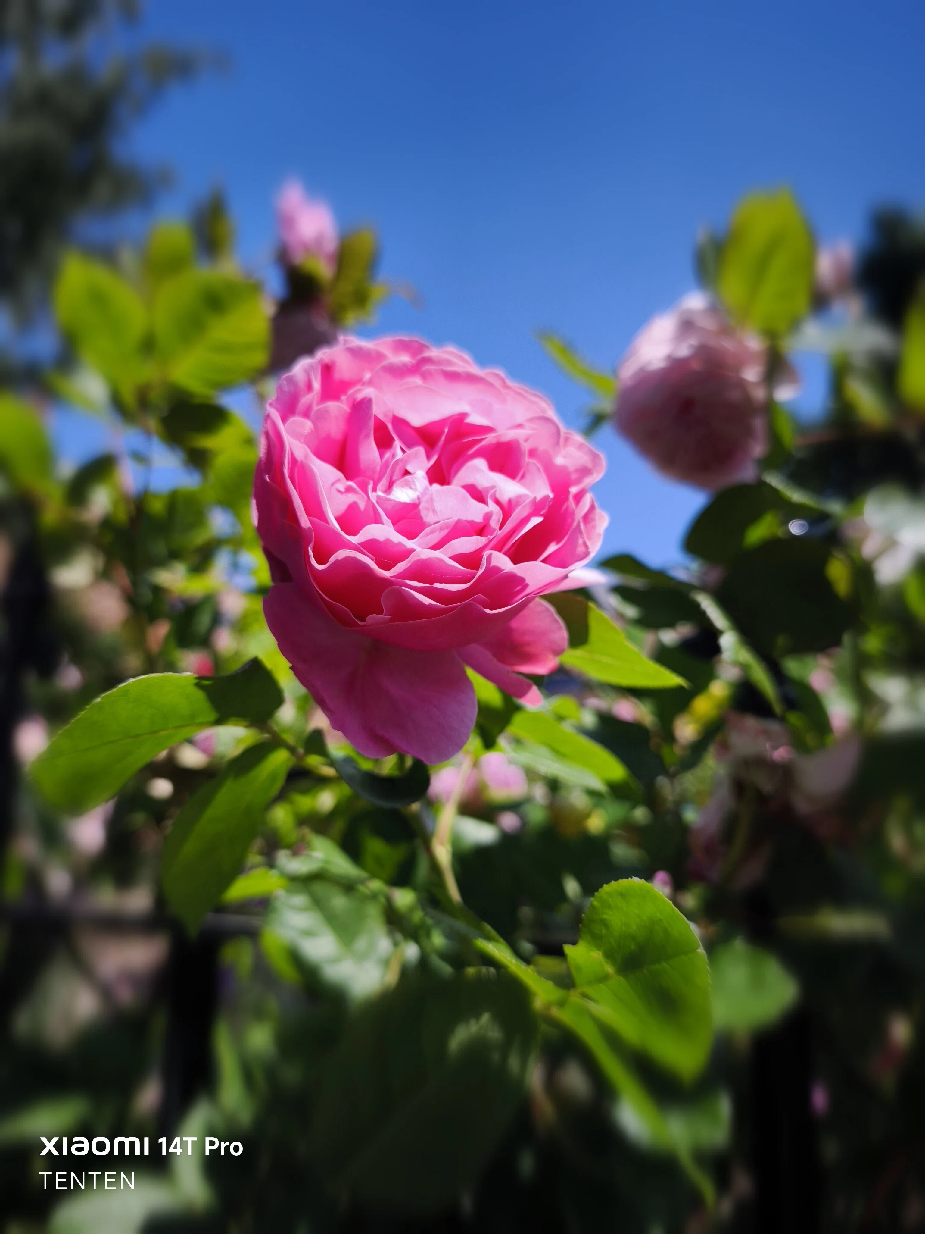 ロイズローズガーデン、秘密の花園～②ピンクの薔薇コレクション（2025