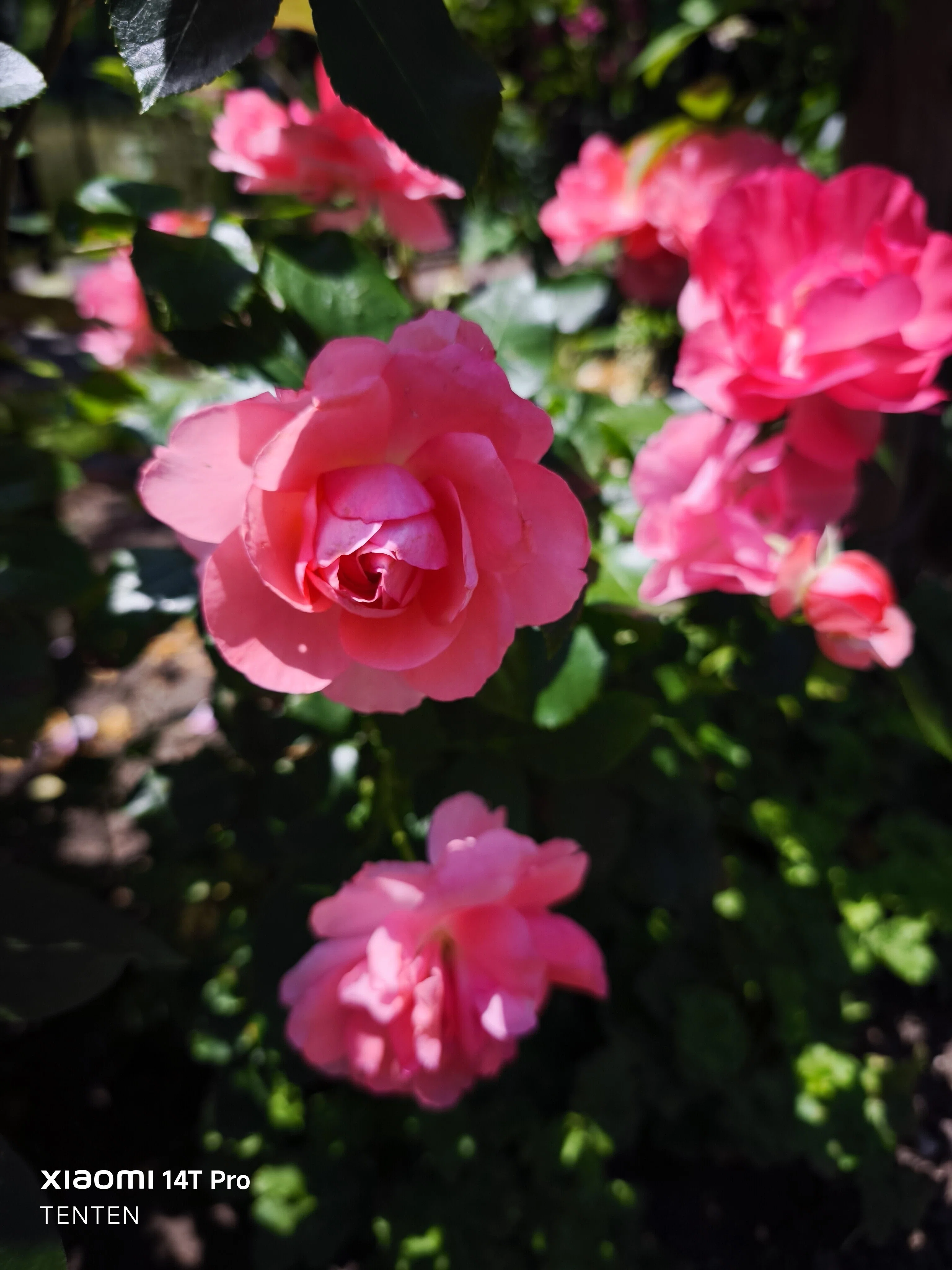 ロイズローズガーデン、秘密の花園～②ピンクの薔薇コレクション（2025