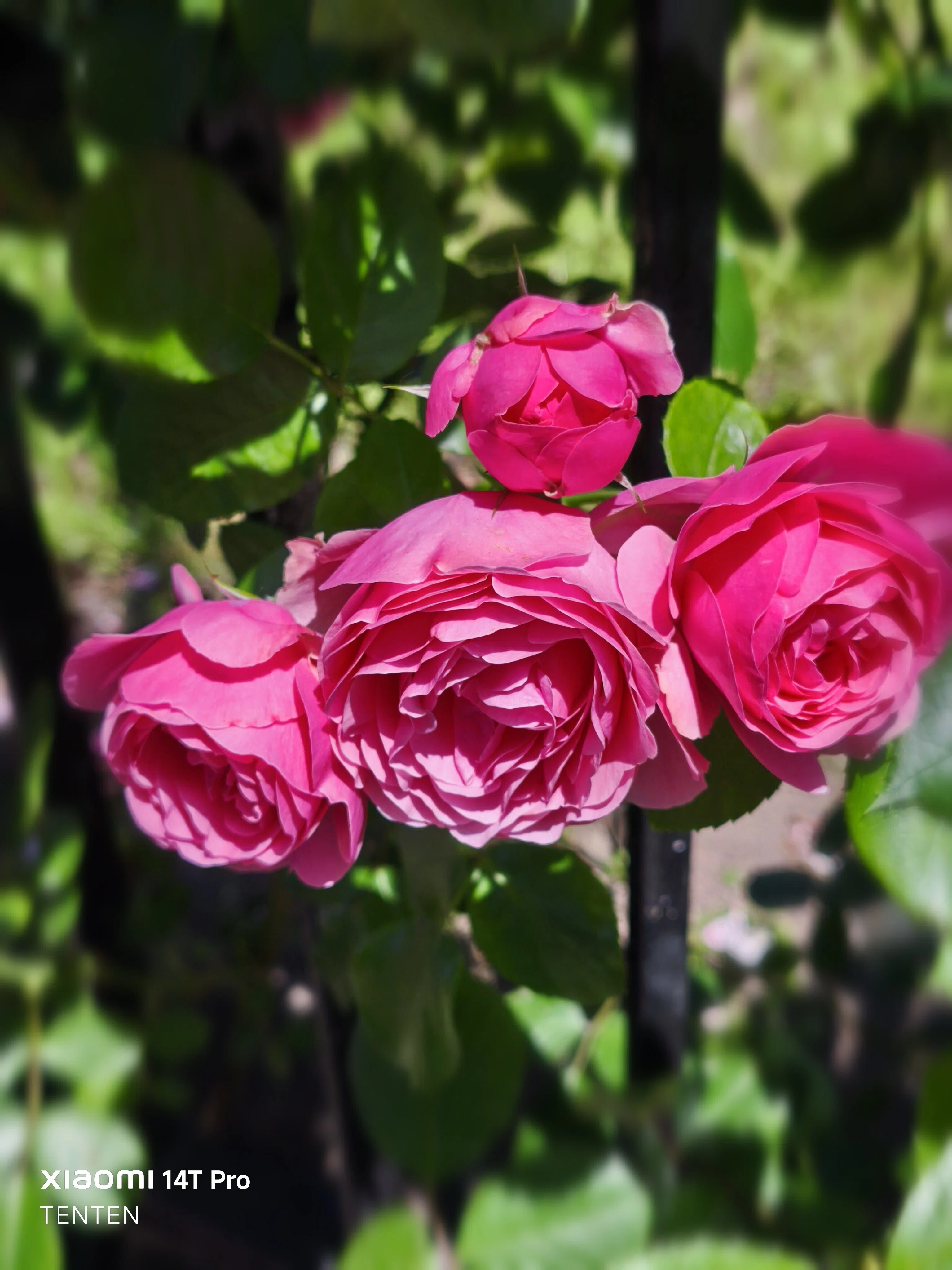 ロイズローズガーデン、秘密の花園～②ピンクの薔薇コレクション（2025
