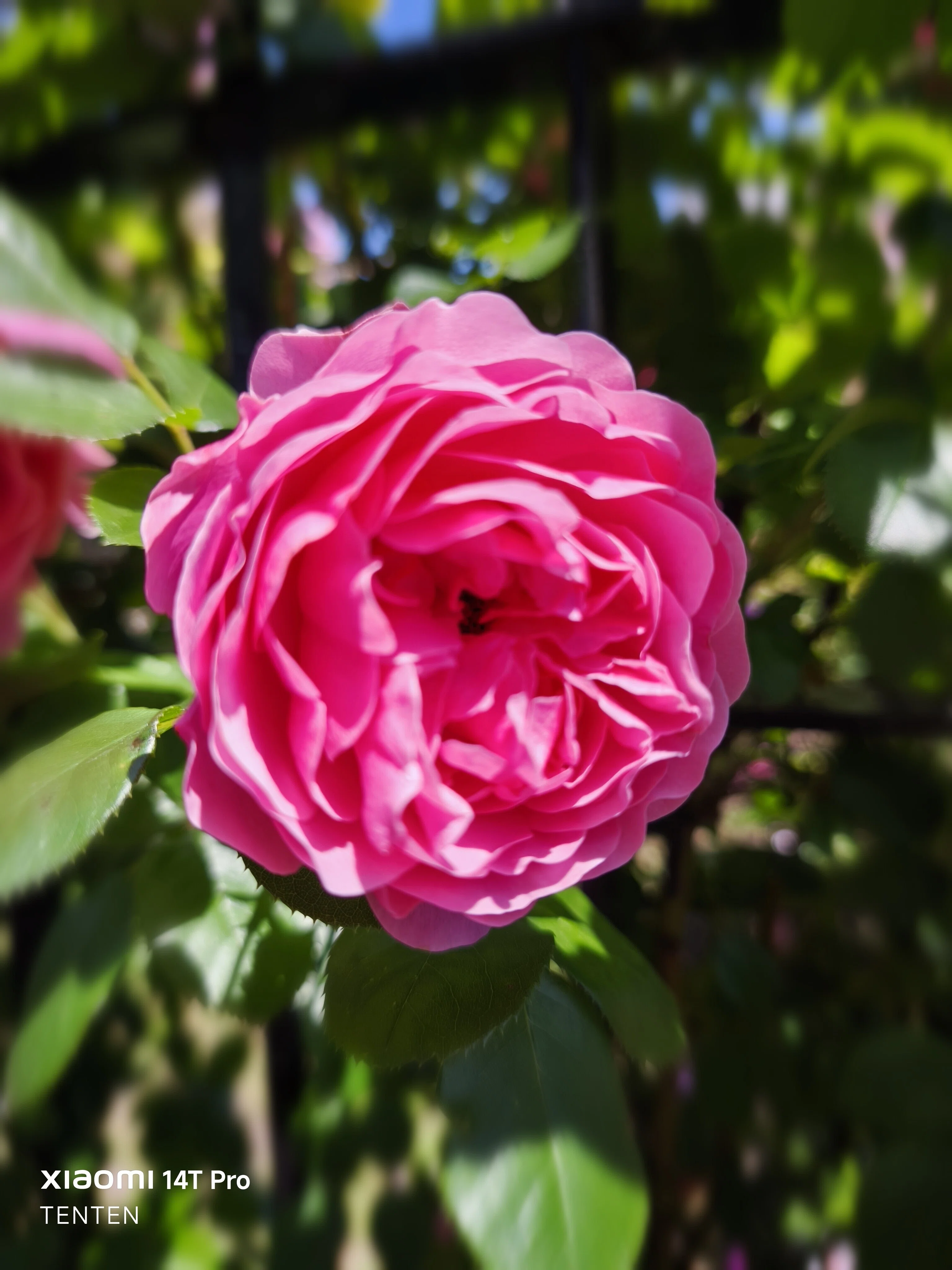ロイズローズガーデン、秘密の花園～②ピンクの薔薇コレクション（2025