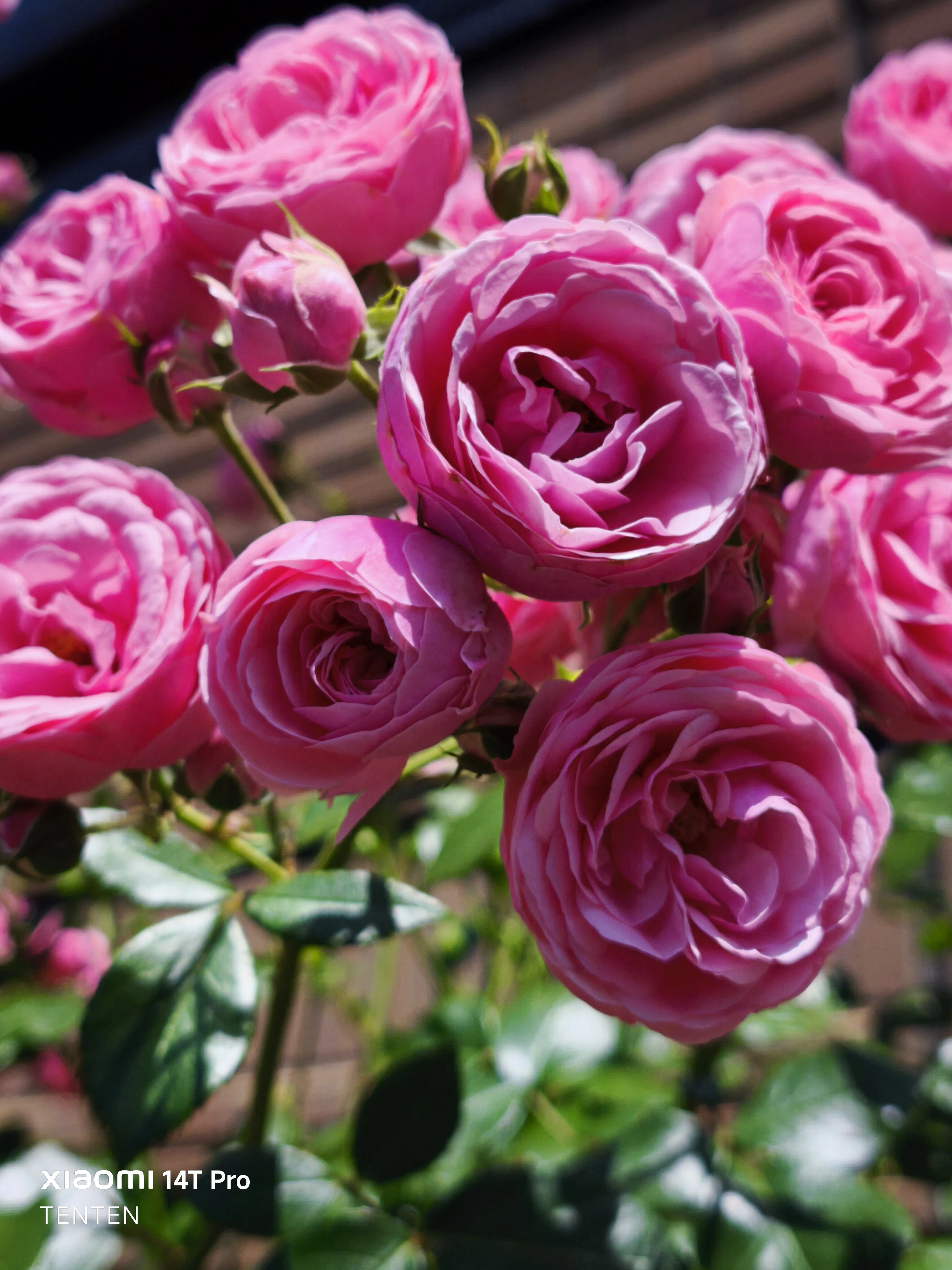 ロイズローズガーデン、秘密の花園～②ピンクの薔薇コレクション（2025