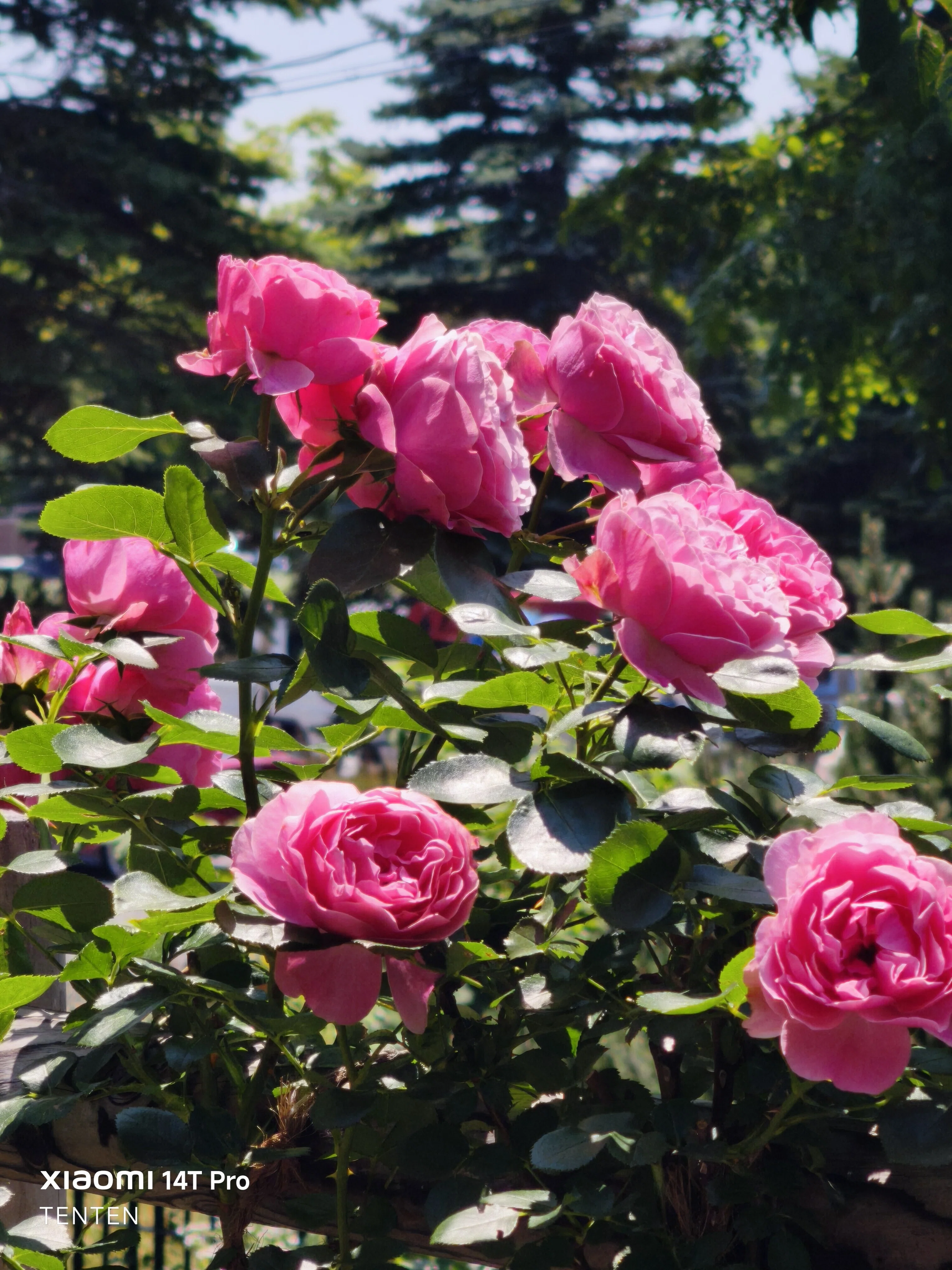ローズ　カーテン　ピンク　ベビーピンク　レース　二重　バラ　薔薇　花　姫 ロイズローズガーデン、秘密の花園～②ピンクの薔薇コレクション（2025