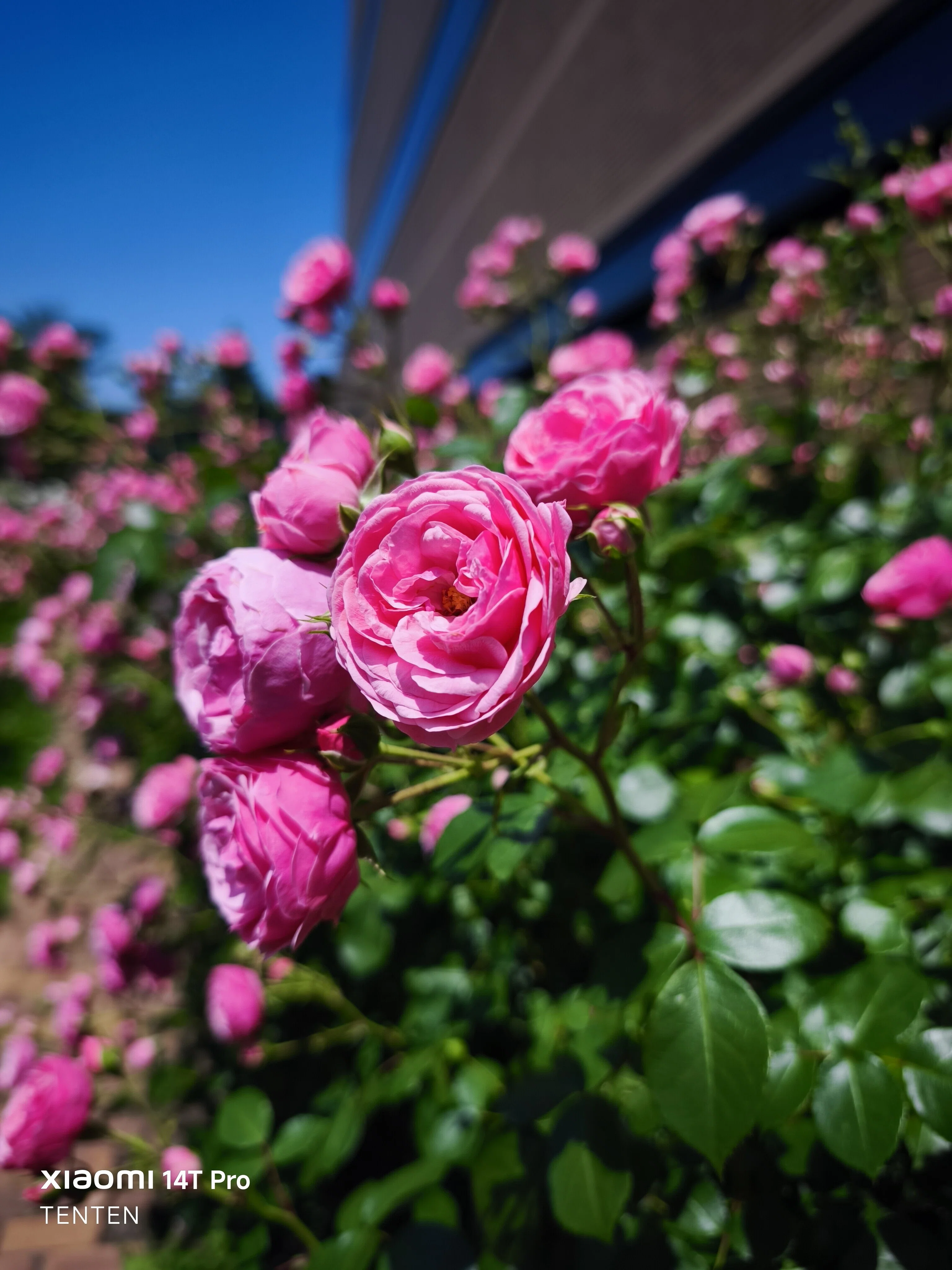 ロイズローズガーデン、秘密の花園～②ピンクの薔薇コレクション（2025