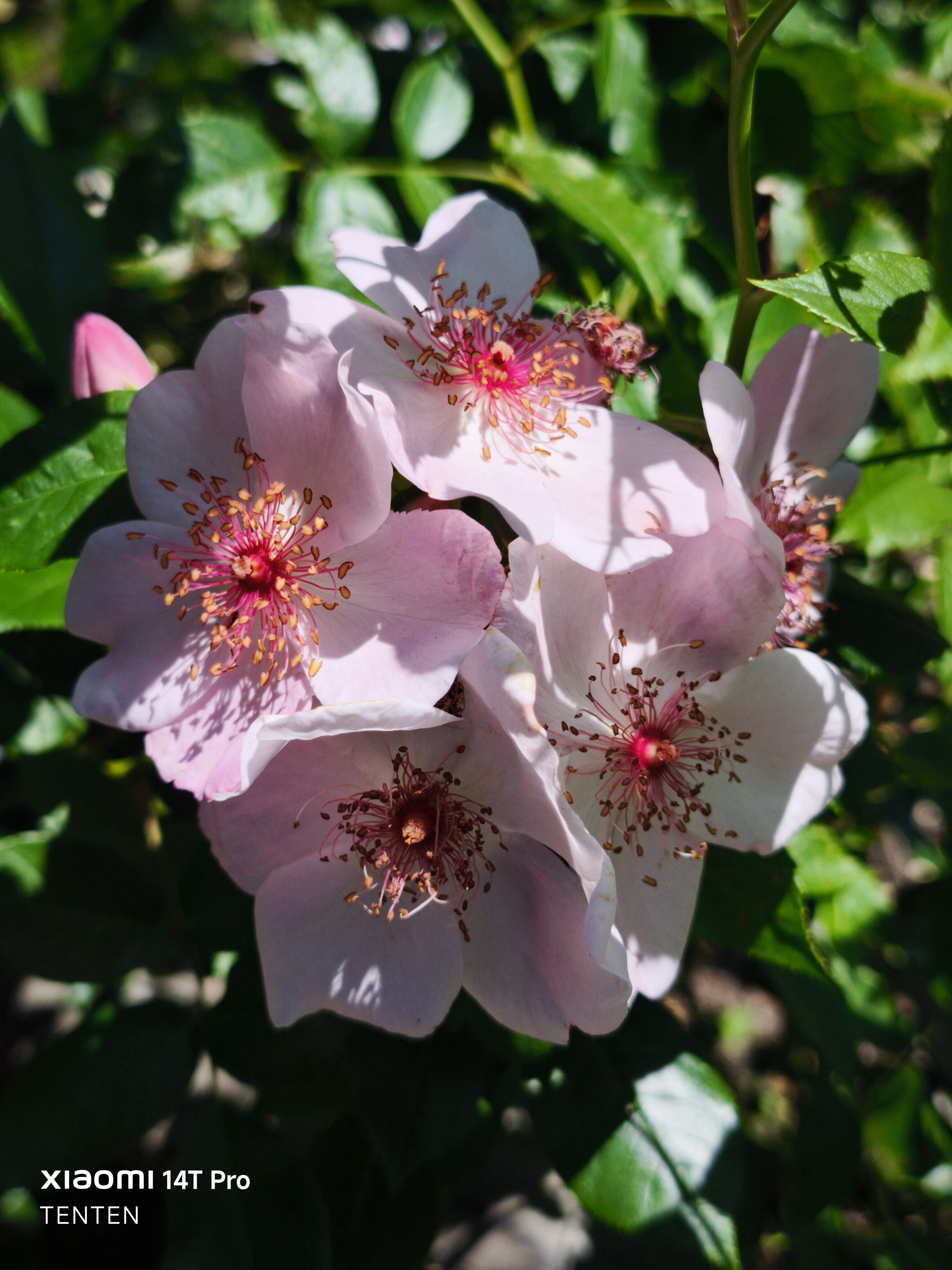 ロイズローズガーデン、秘密の花園～②ピンクの薔薇コレクション（2025