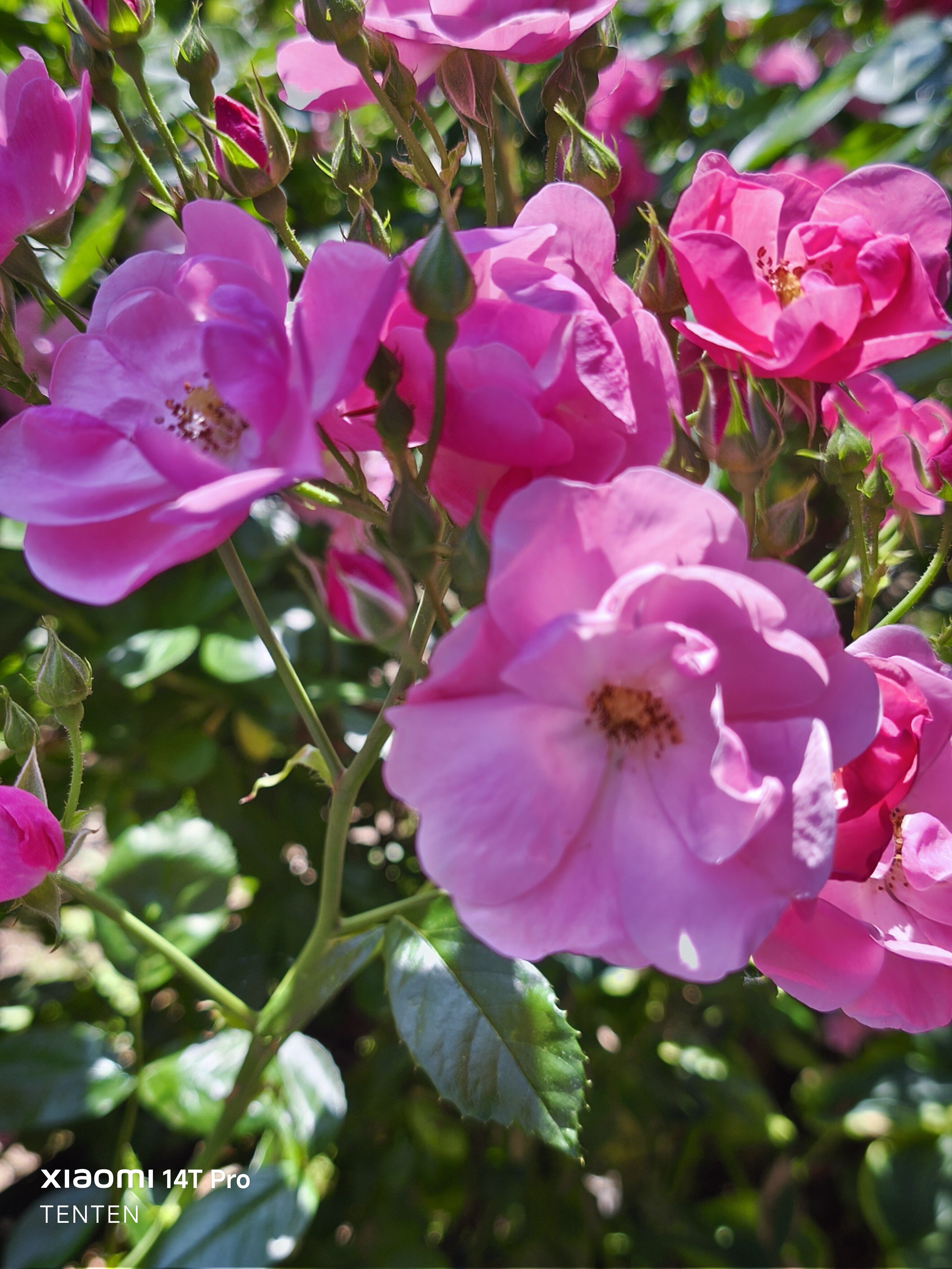 ロイズローズガーデン、秘密の花園～②ピンクの薔薇コレクション（2025