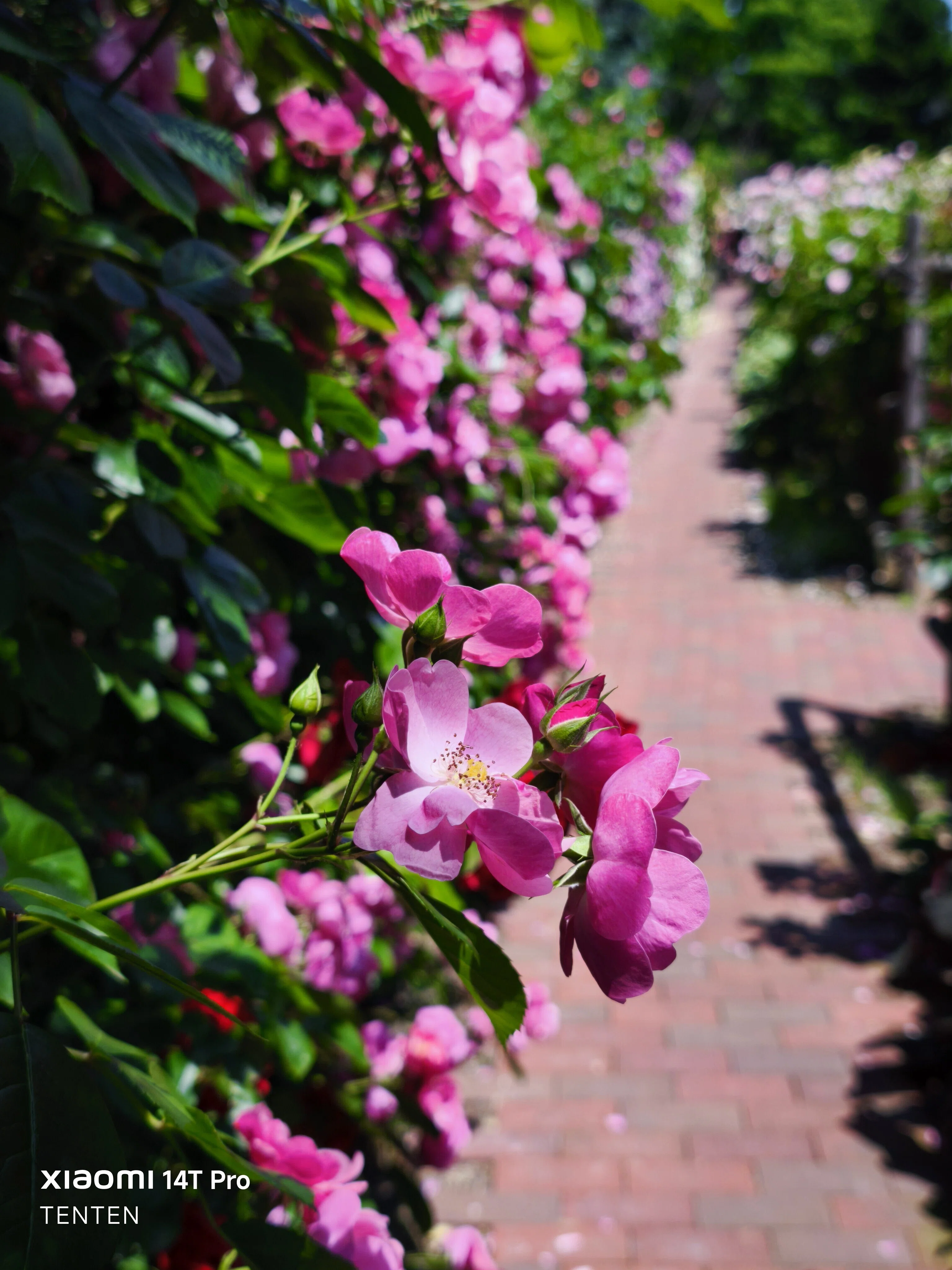 ロイズローズガーデン、秘密の花園～②ピンクの薔薇コレクション（2025