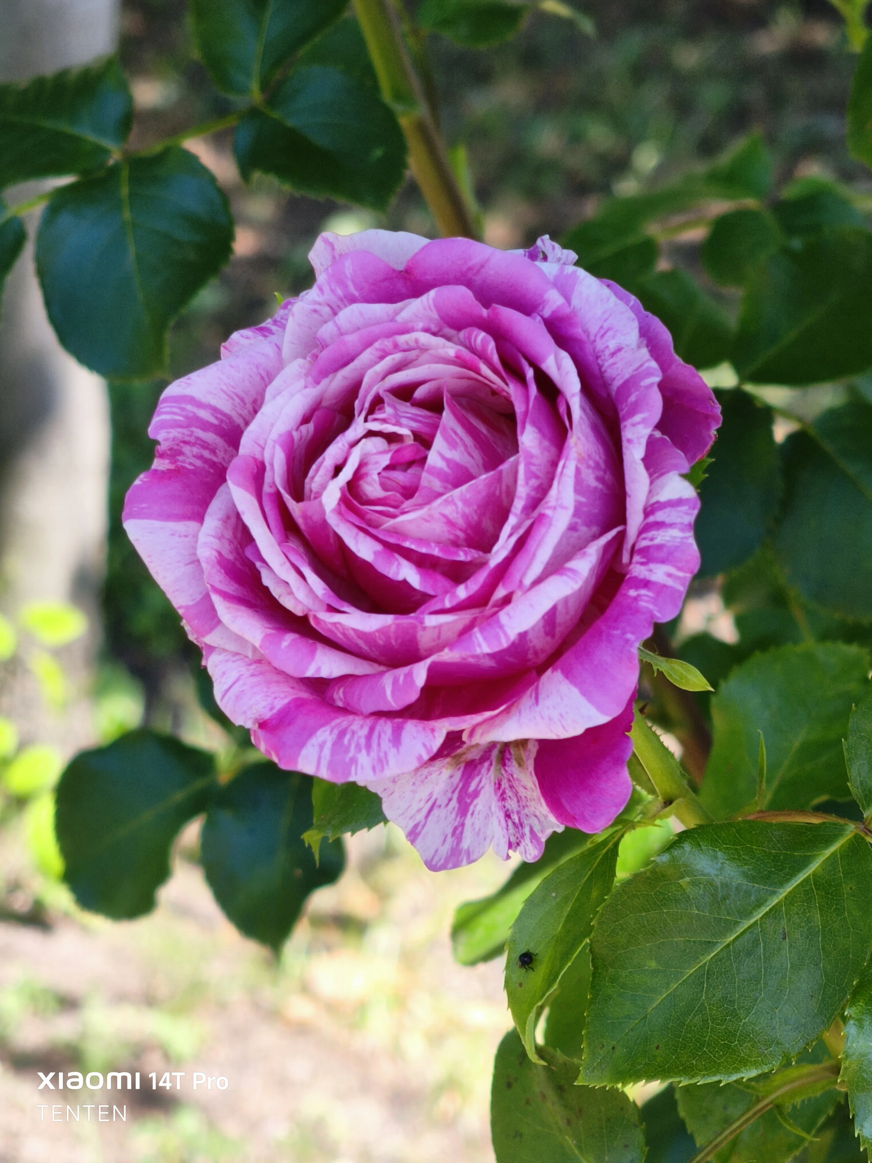 ロイズローズガーデン、秘密の花園～②ピンクの薔薇コレクション（2025