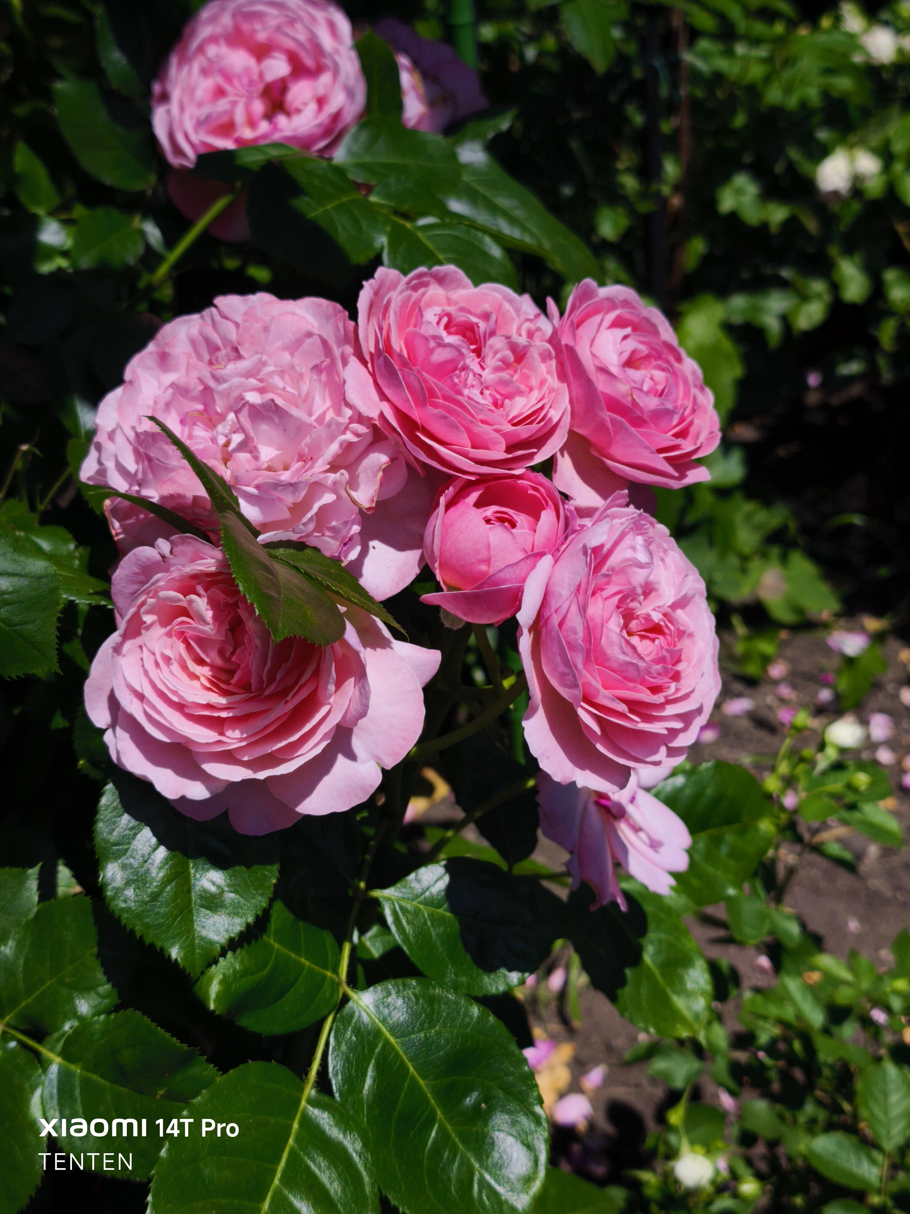 ロイズローズガーデン、秘密の花園～②ピンクの薔薇コレクション（2025