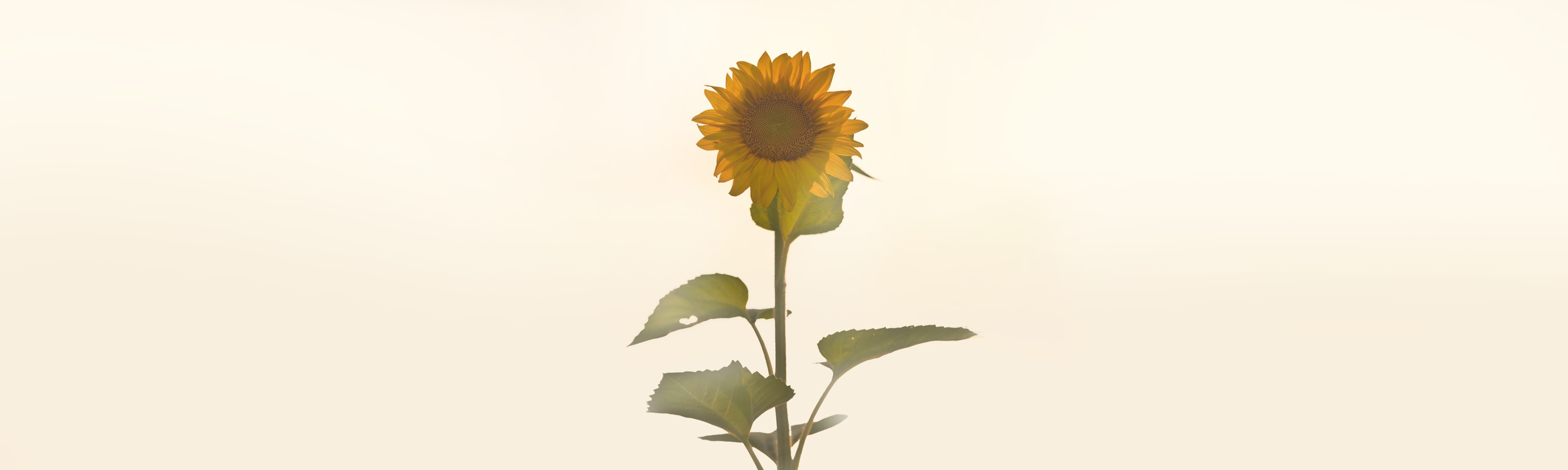 こころページ Kokoro | PDF