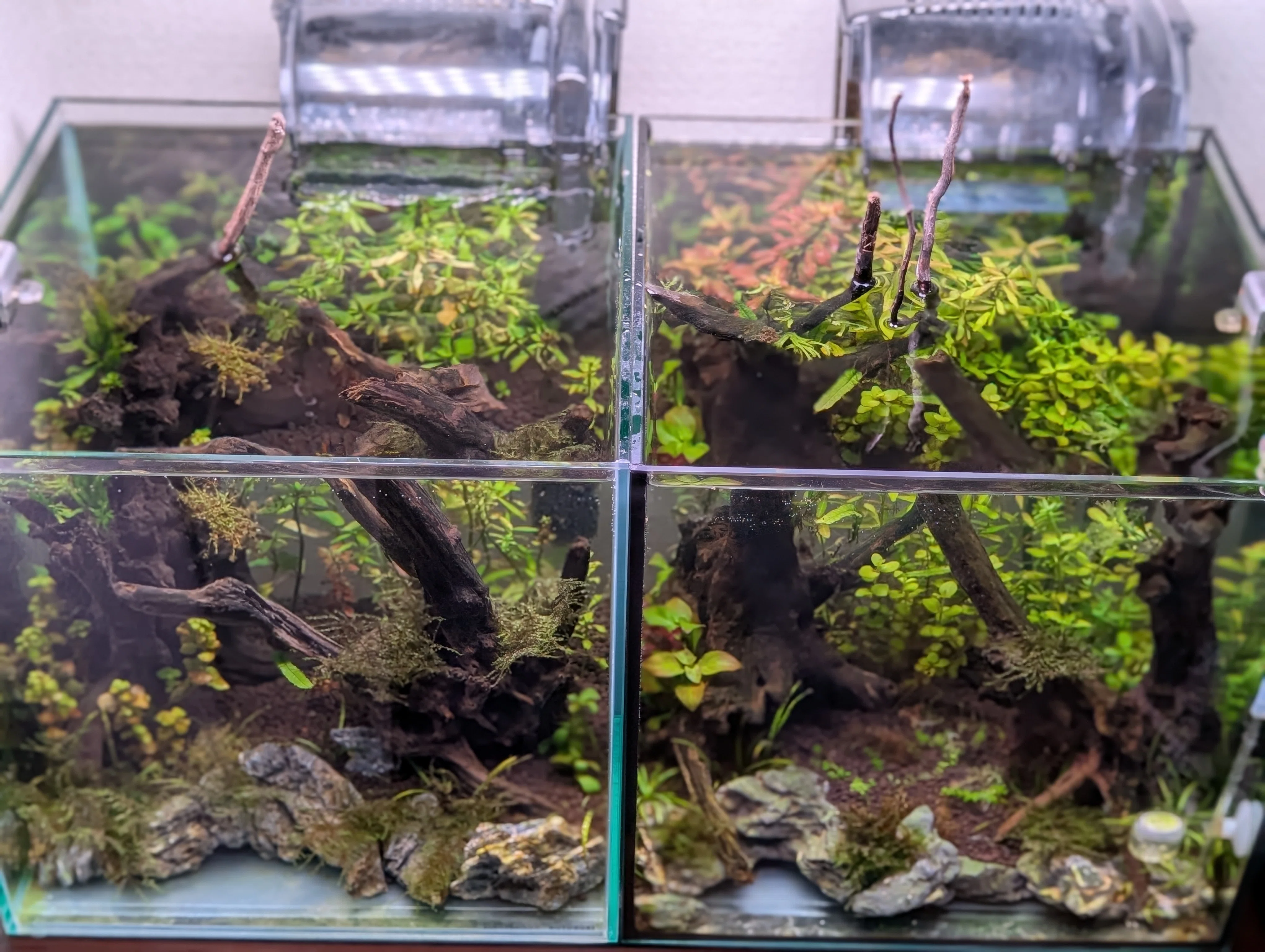 🌱【30cmキューブ水槽・成長記録 Week5】油断した…水温の壁。水草が
