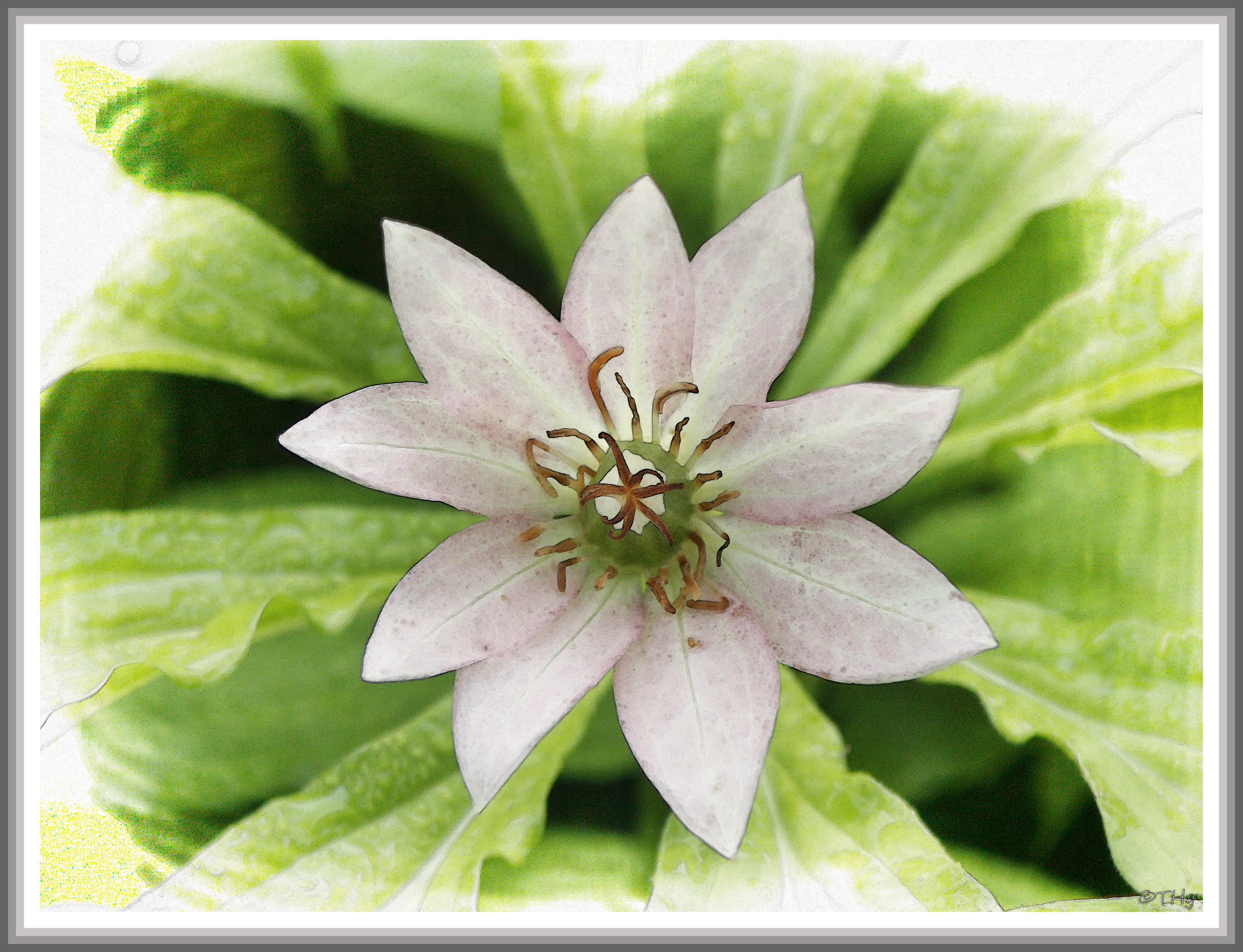 衣笠草（高山植物・水彩画風）｜taka