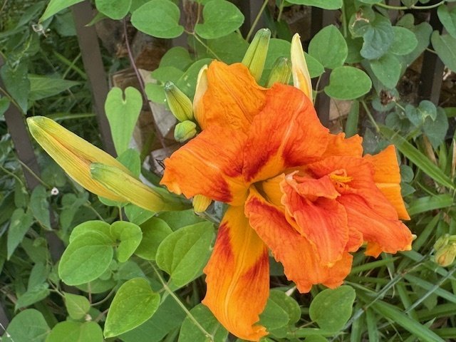 黄菖蒲 キショウブ（黄菖蒲） 2021 | 野の花・山の花 見た撮った